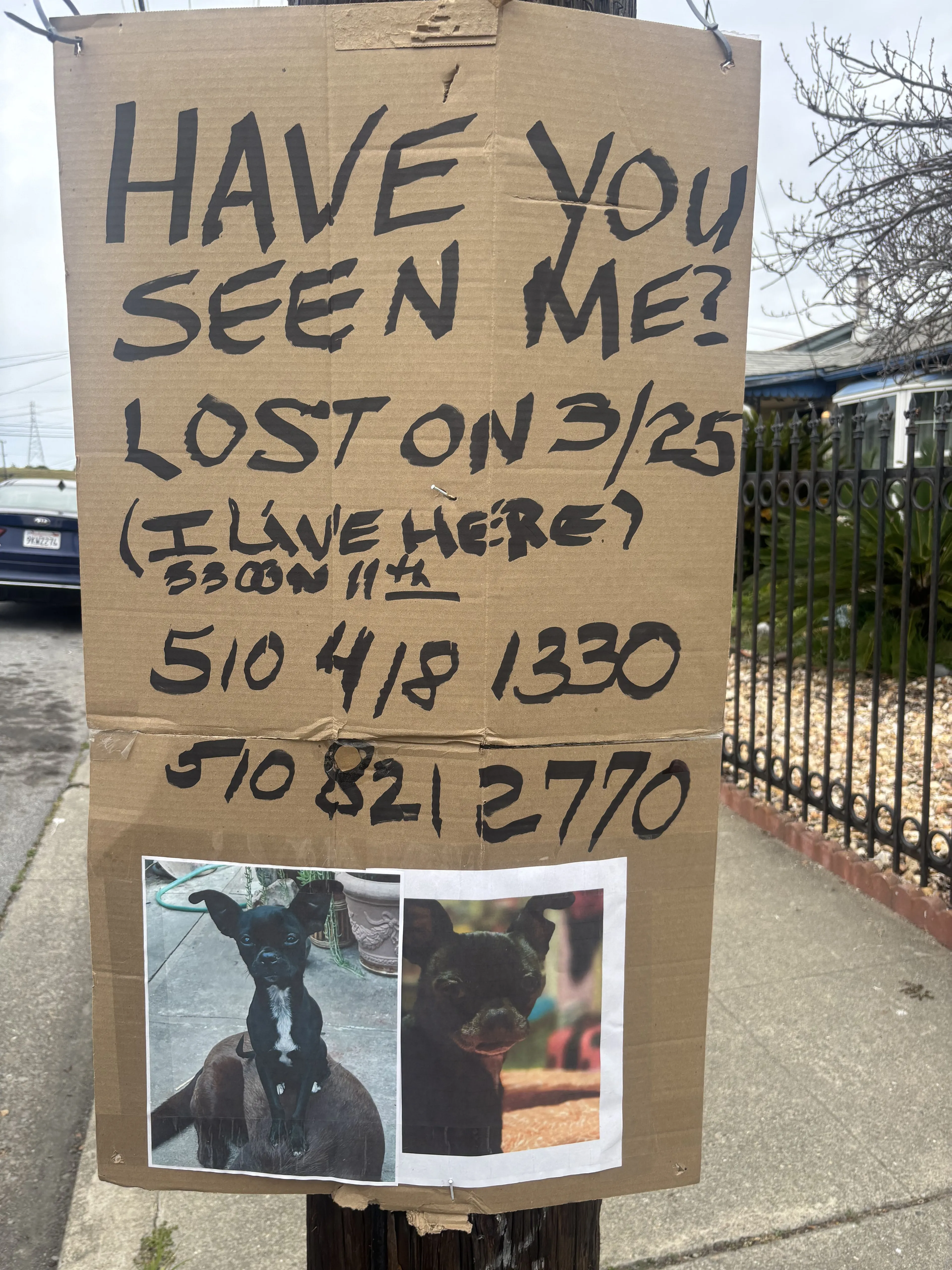 Lost pet