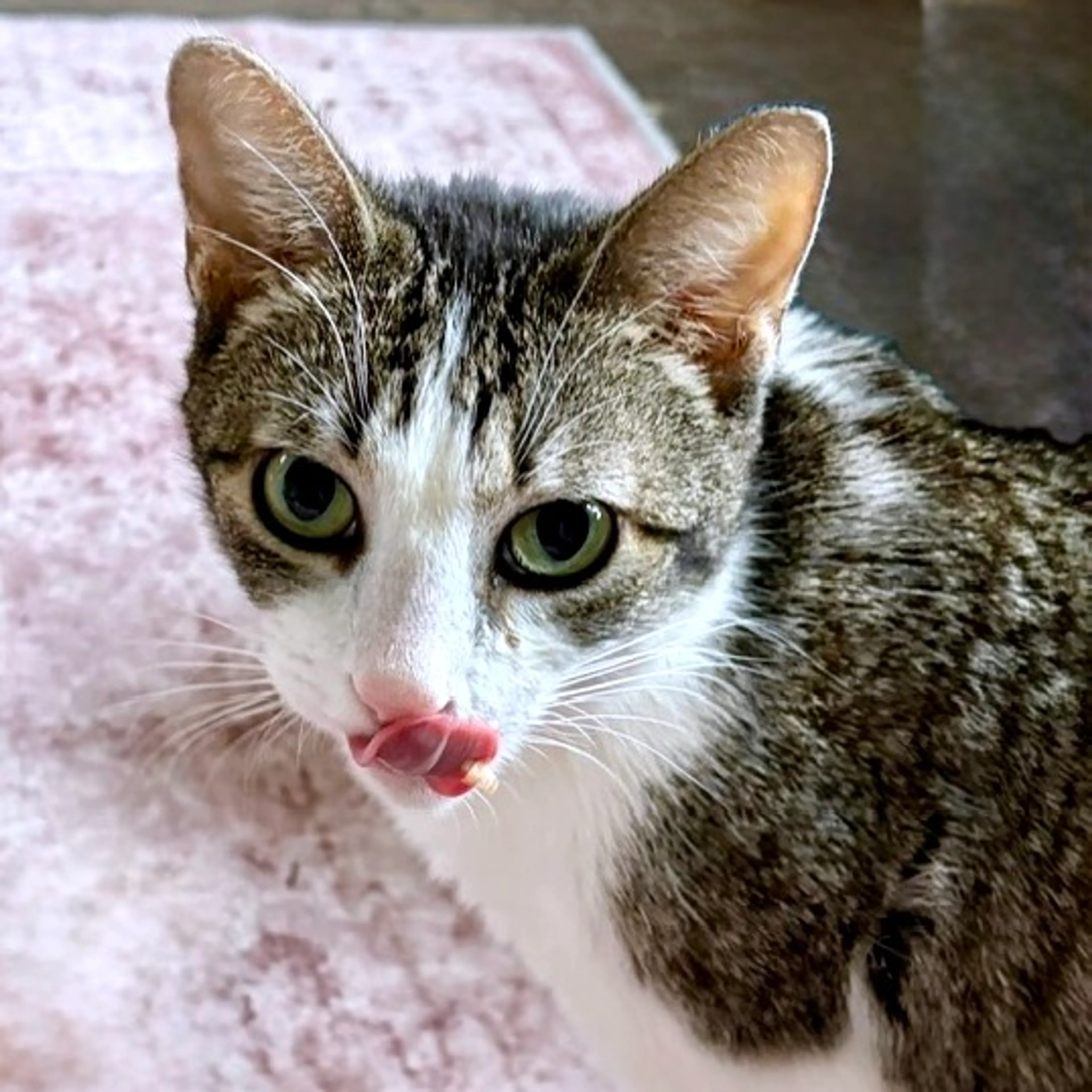 Found pet-3