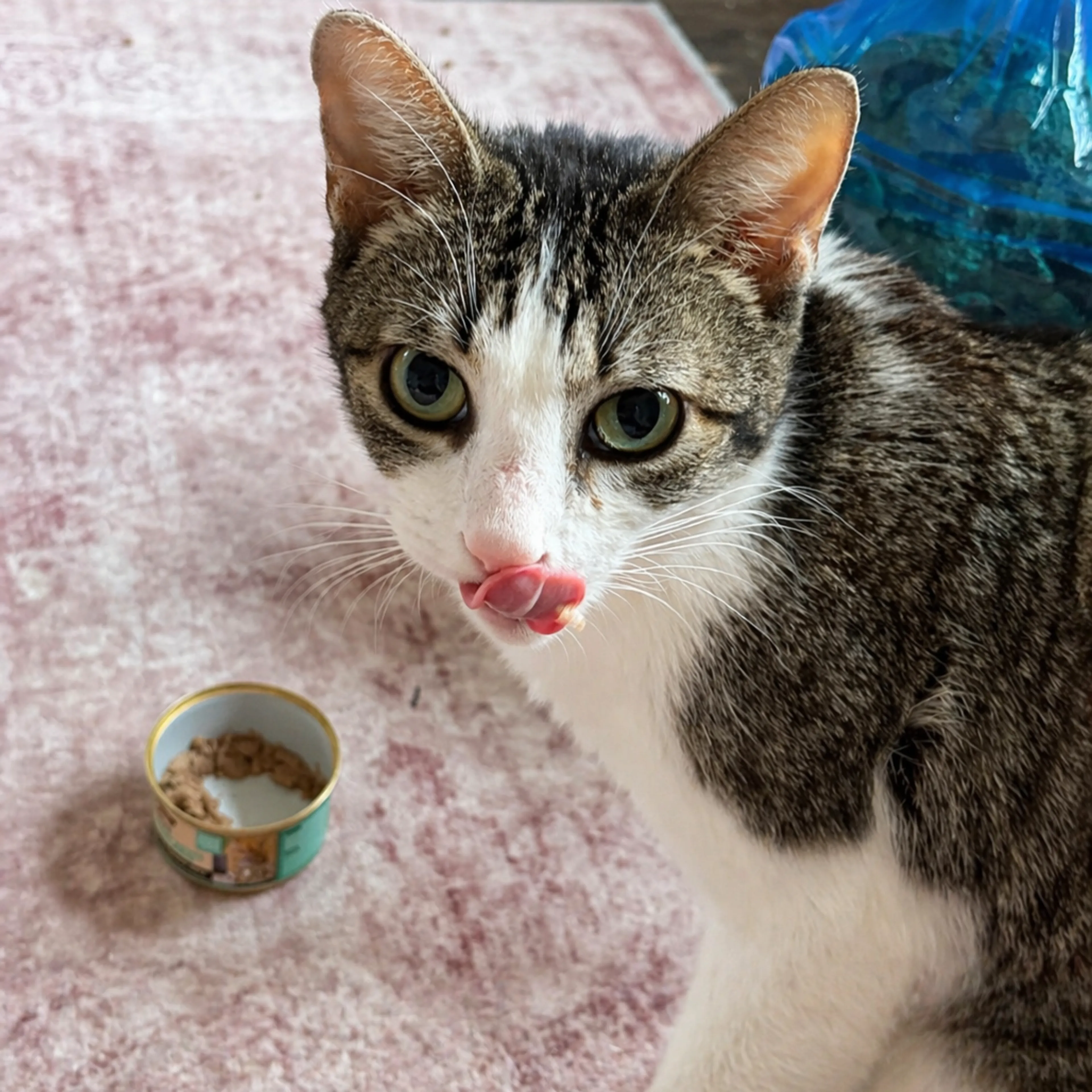 Found pet-2