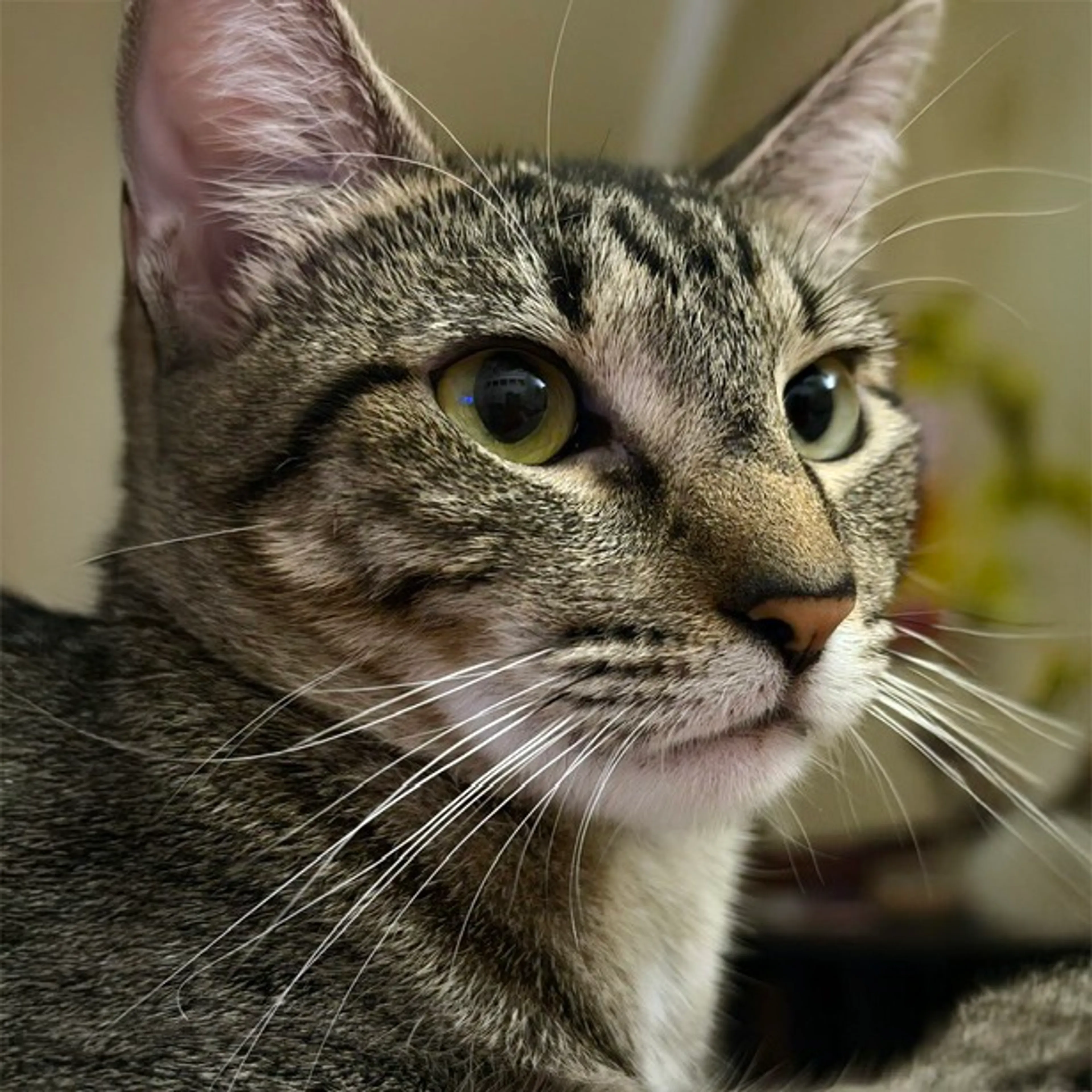 cdn image