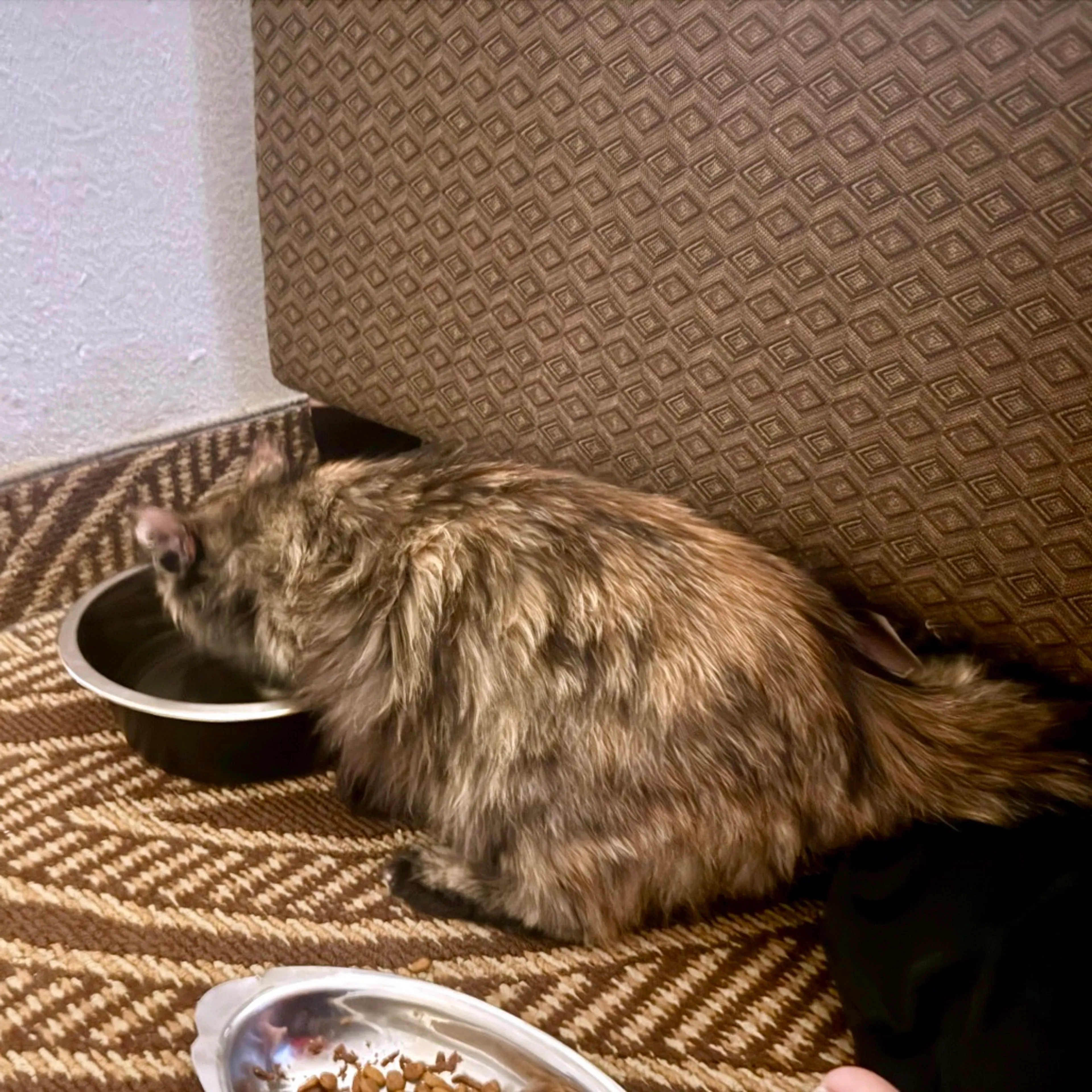 Found pet-1