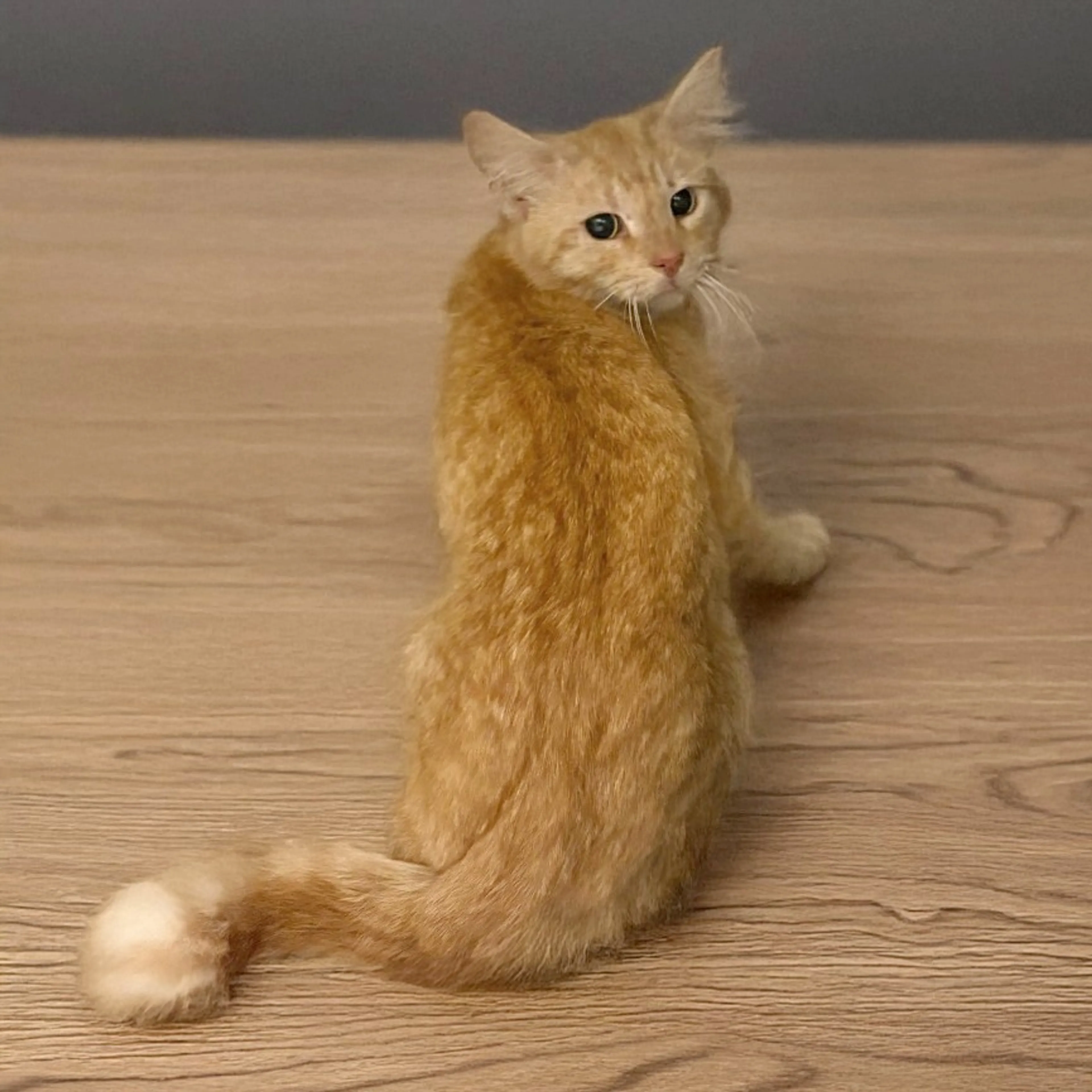 Found pet-0