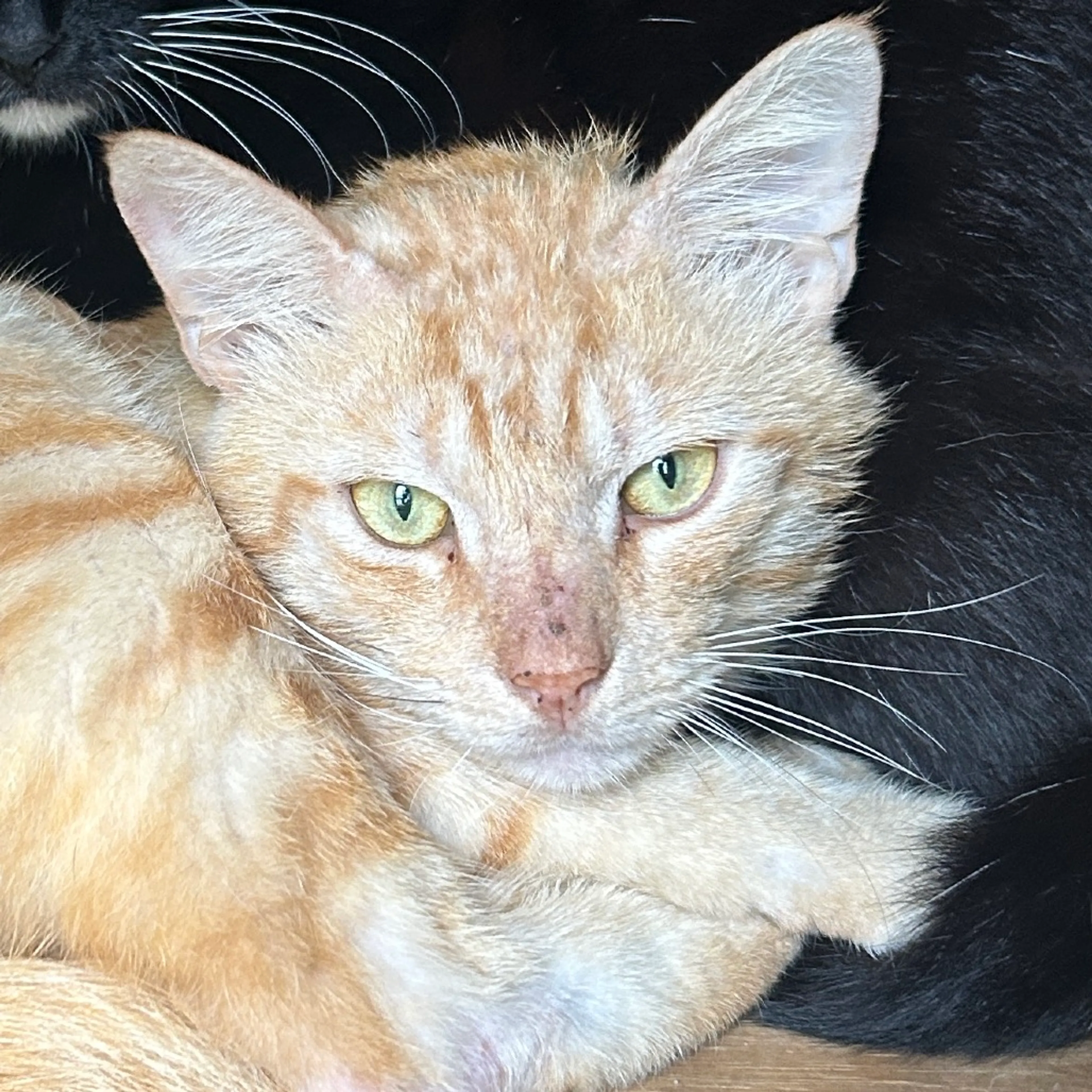 Found pet-1