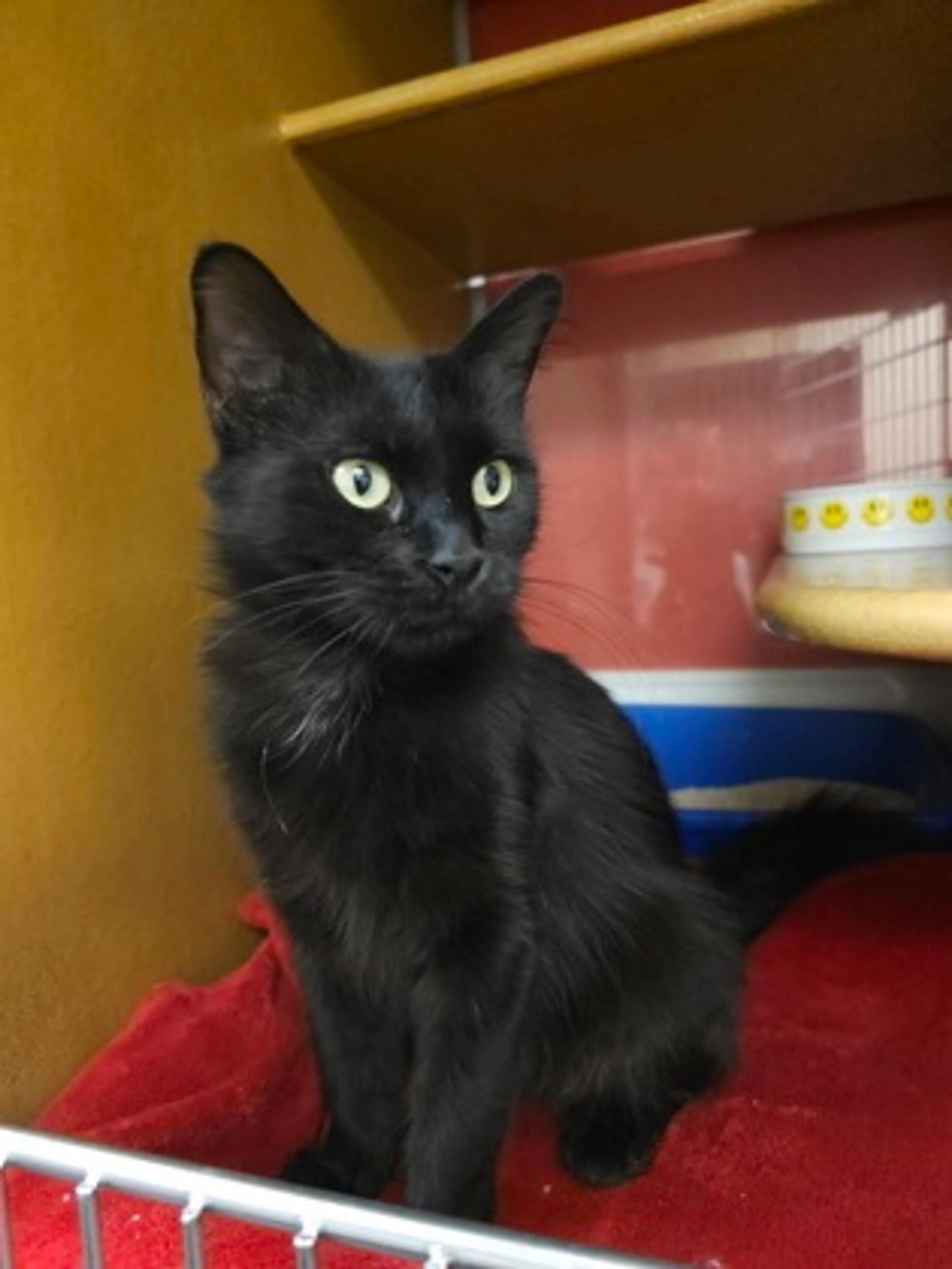 Found pet-1