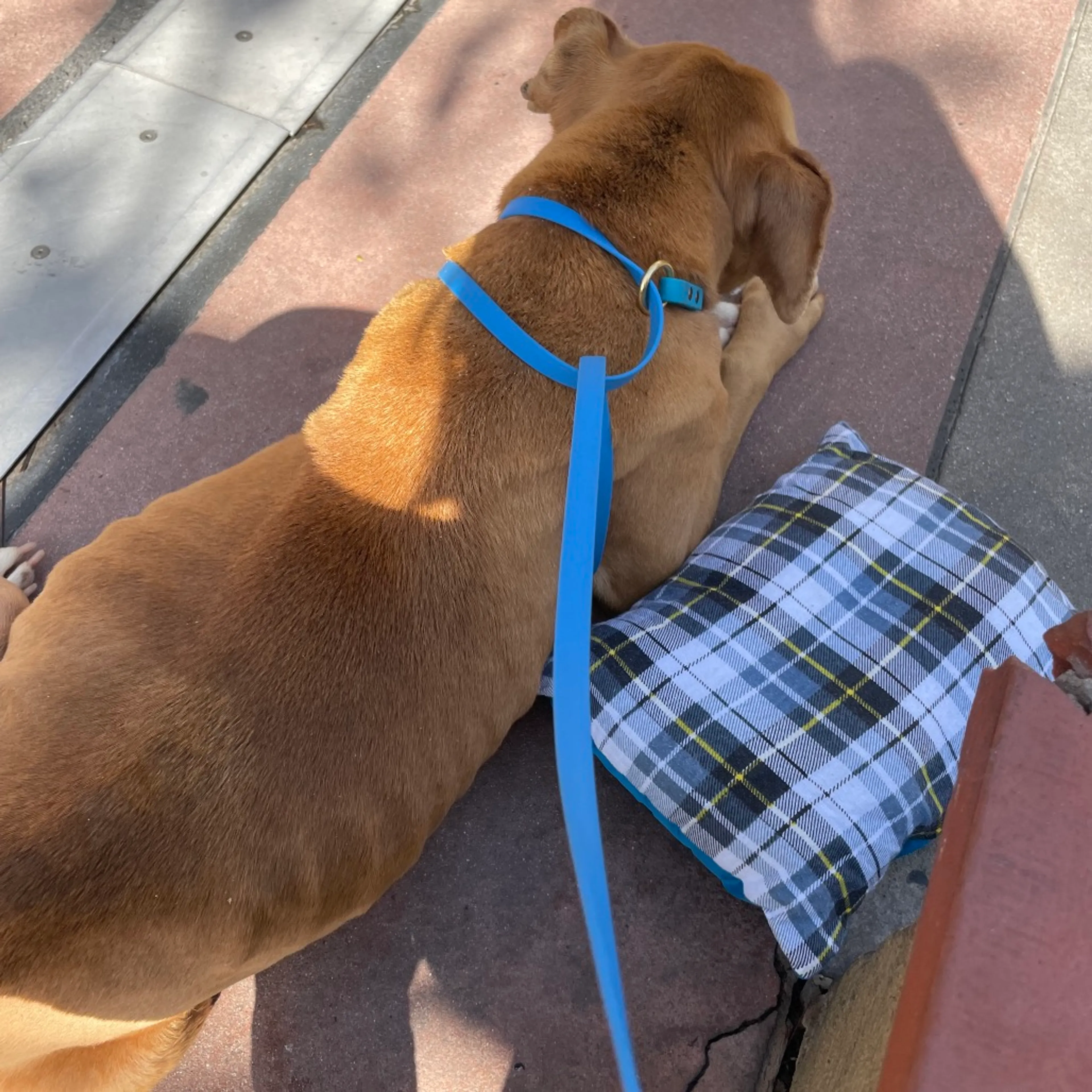 Found pet-5