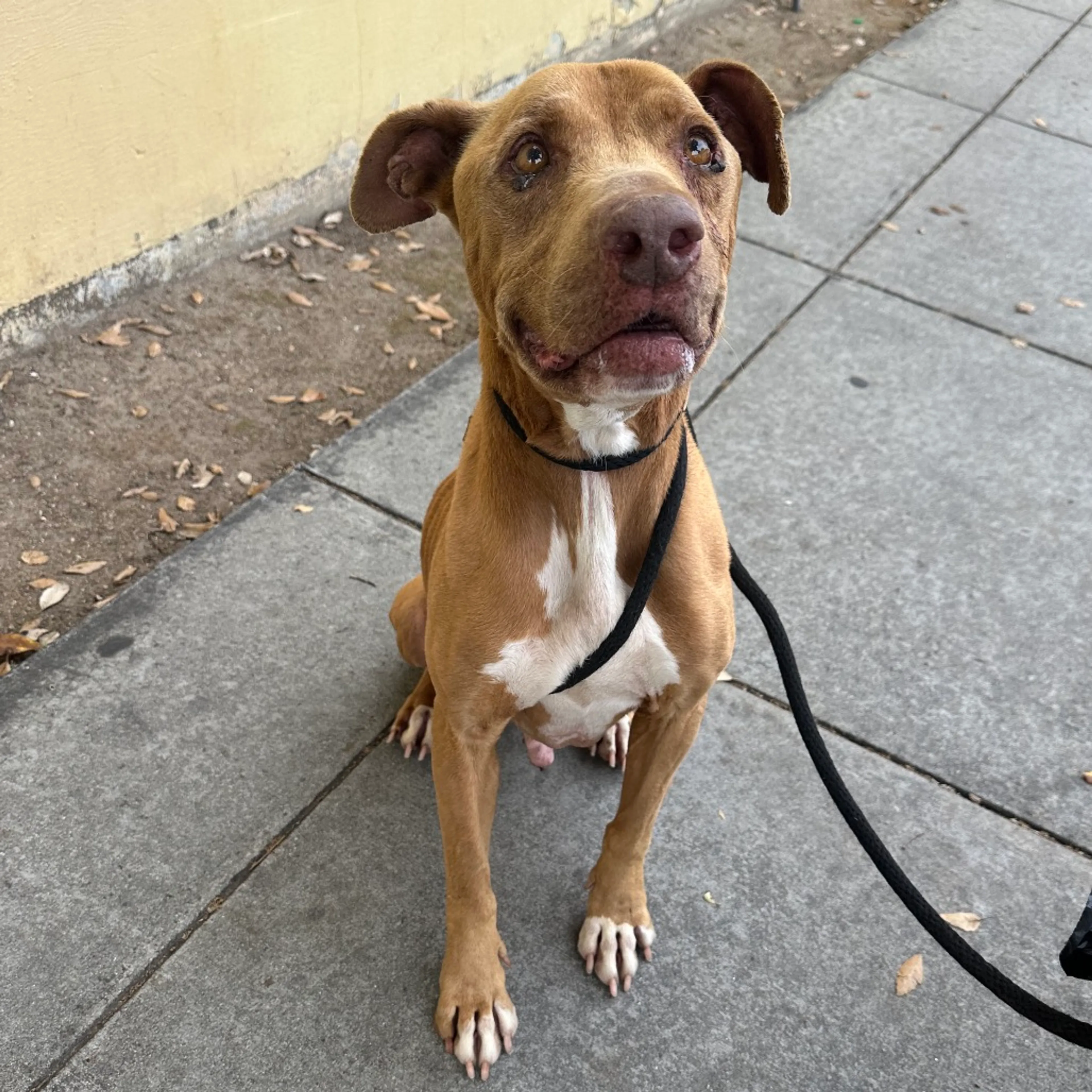 Found pet-2