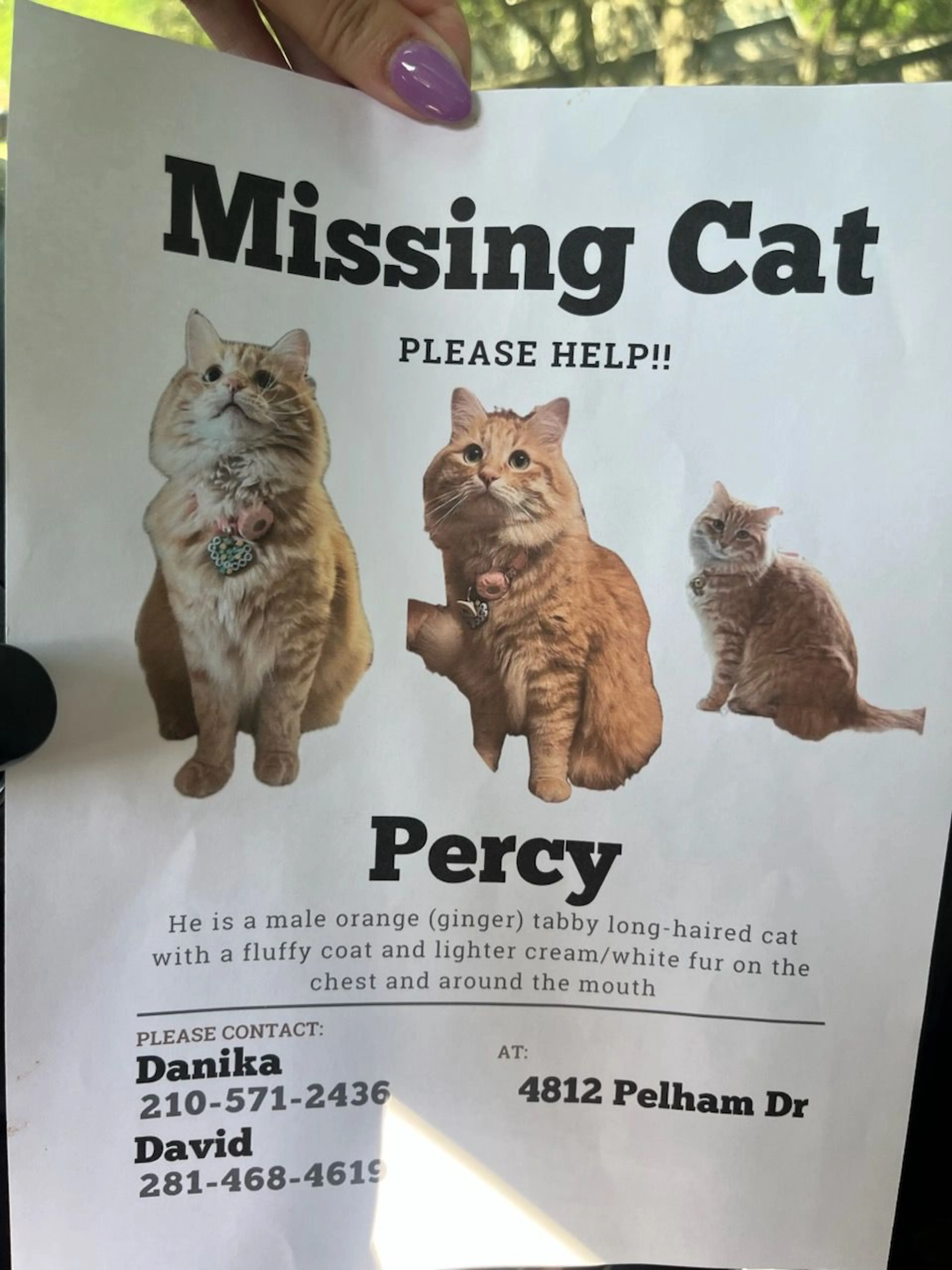 Lost pet