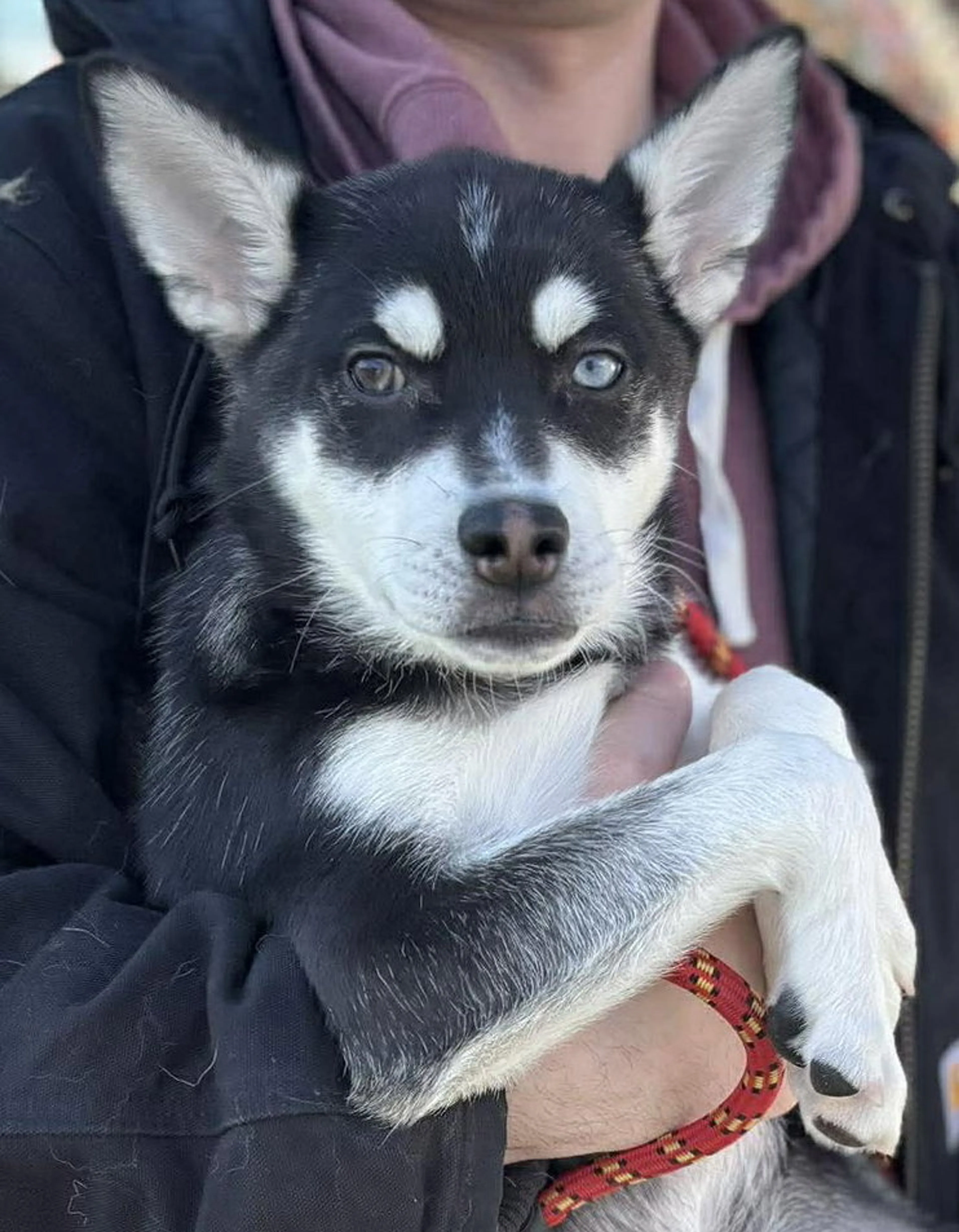 Found pet