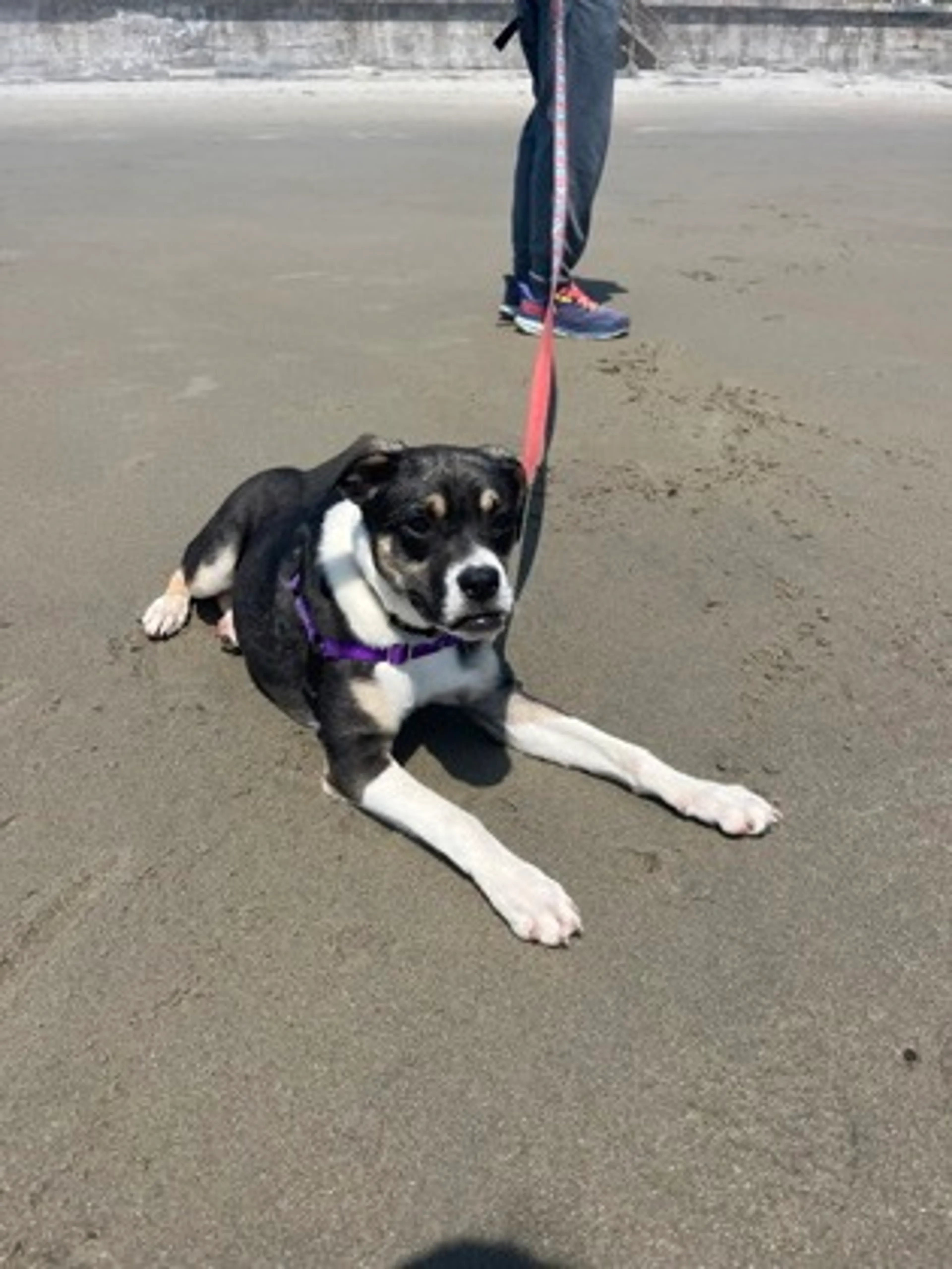 Found pet-2