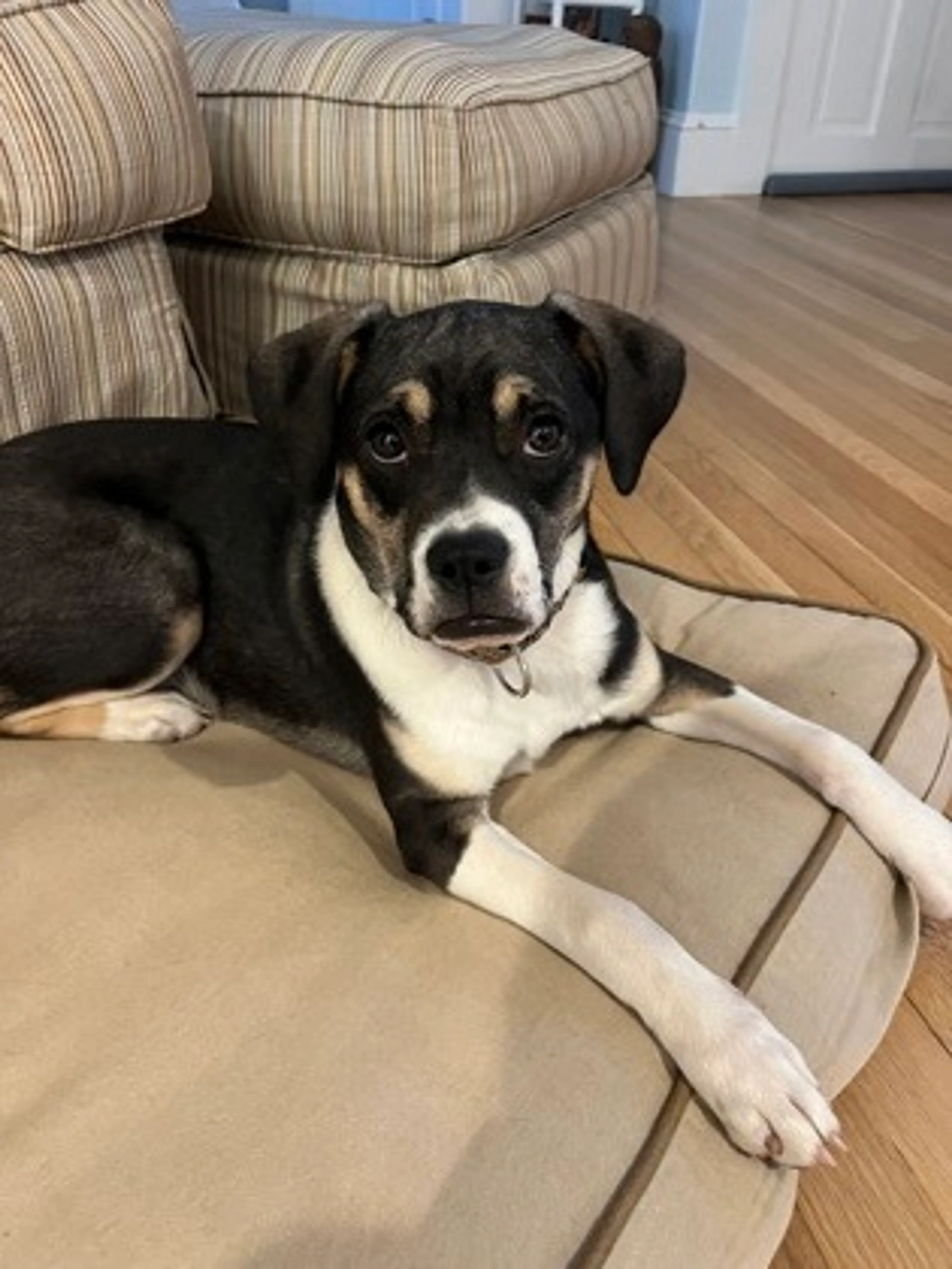 Found pet-1