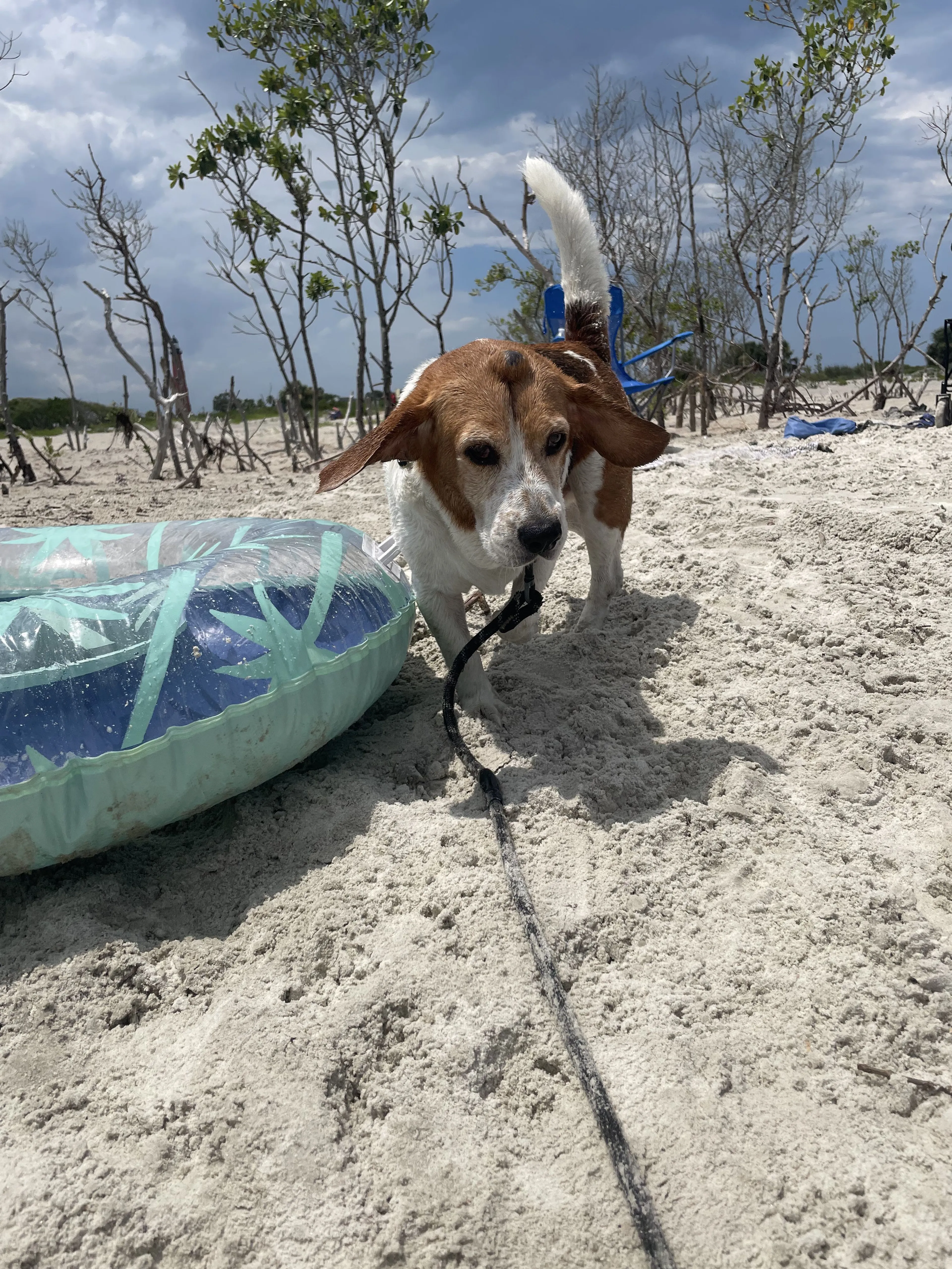 Lost pet