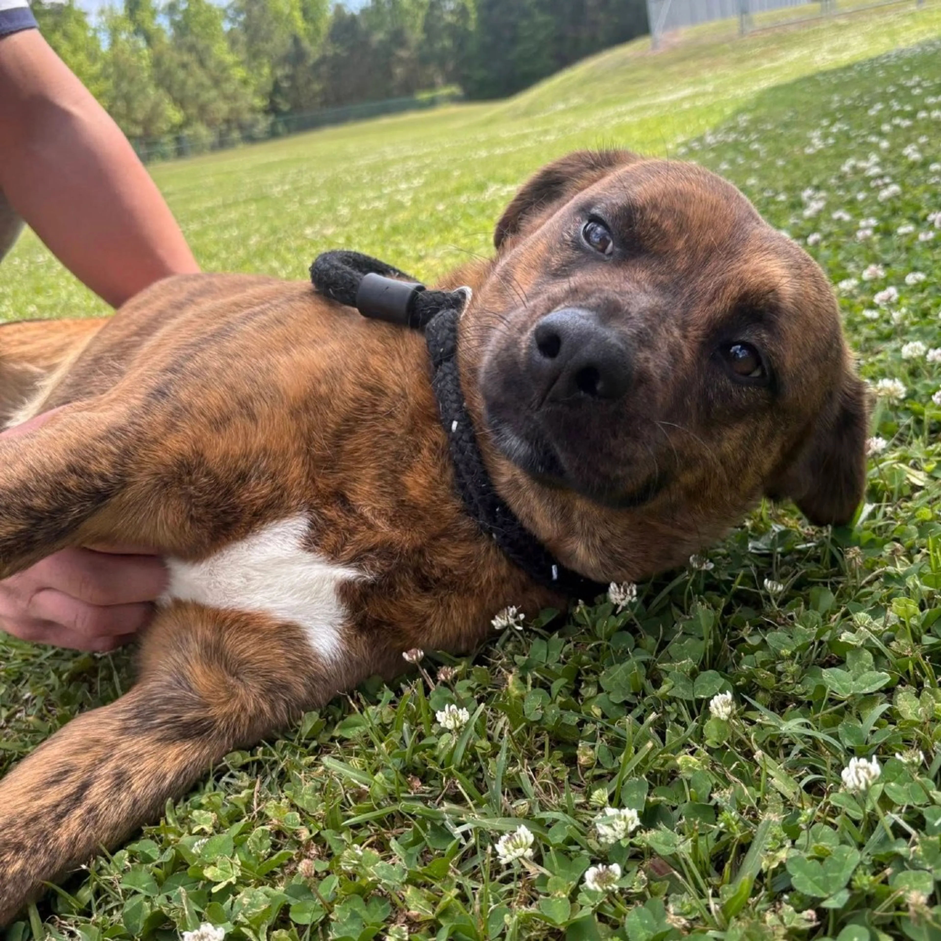Found pet-7