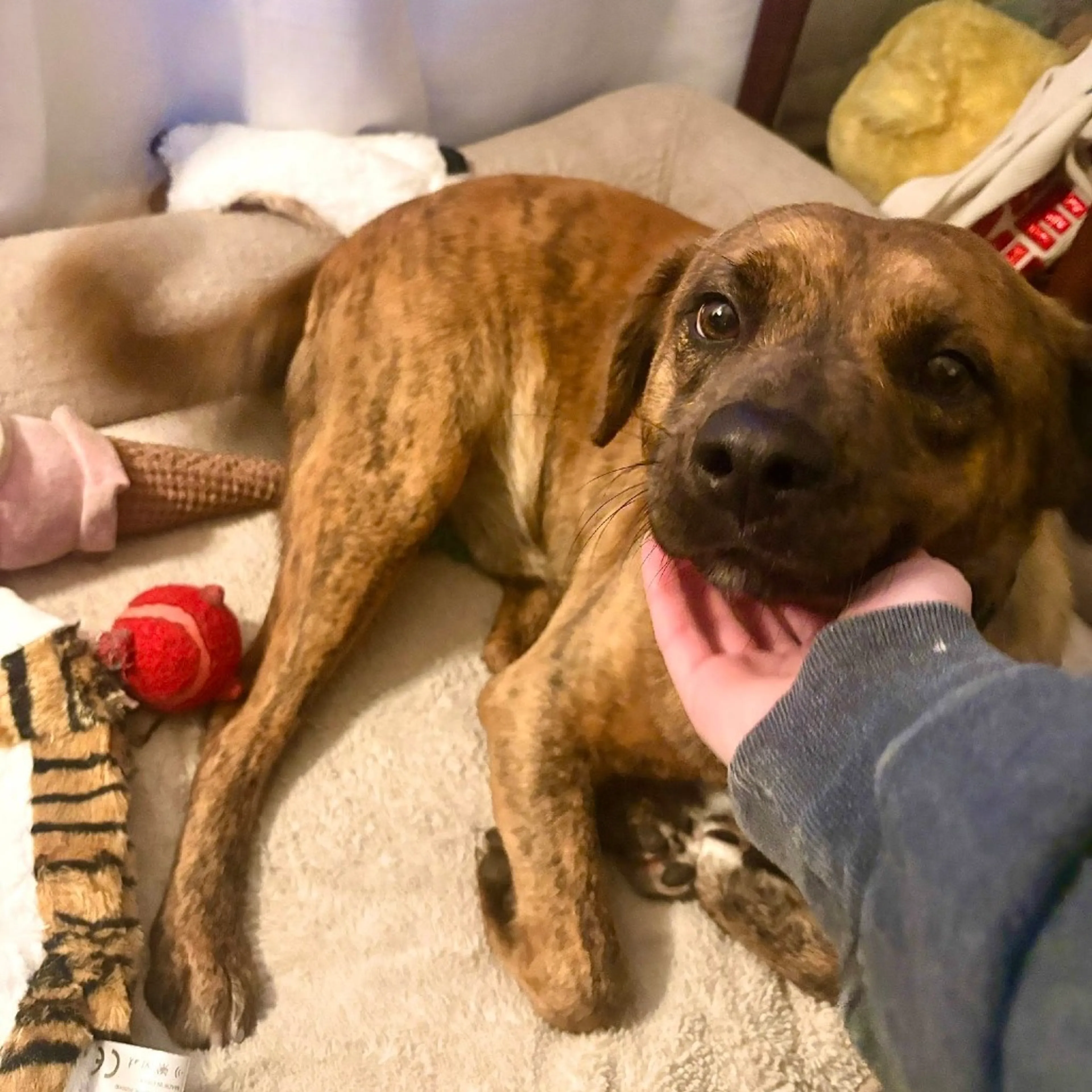 Found pet-5