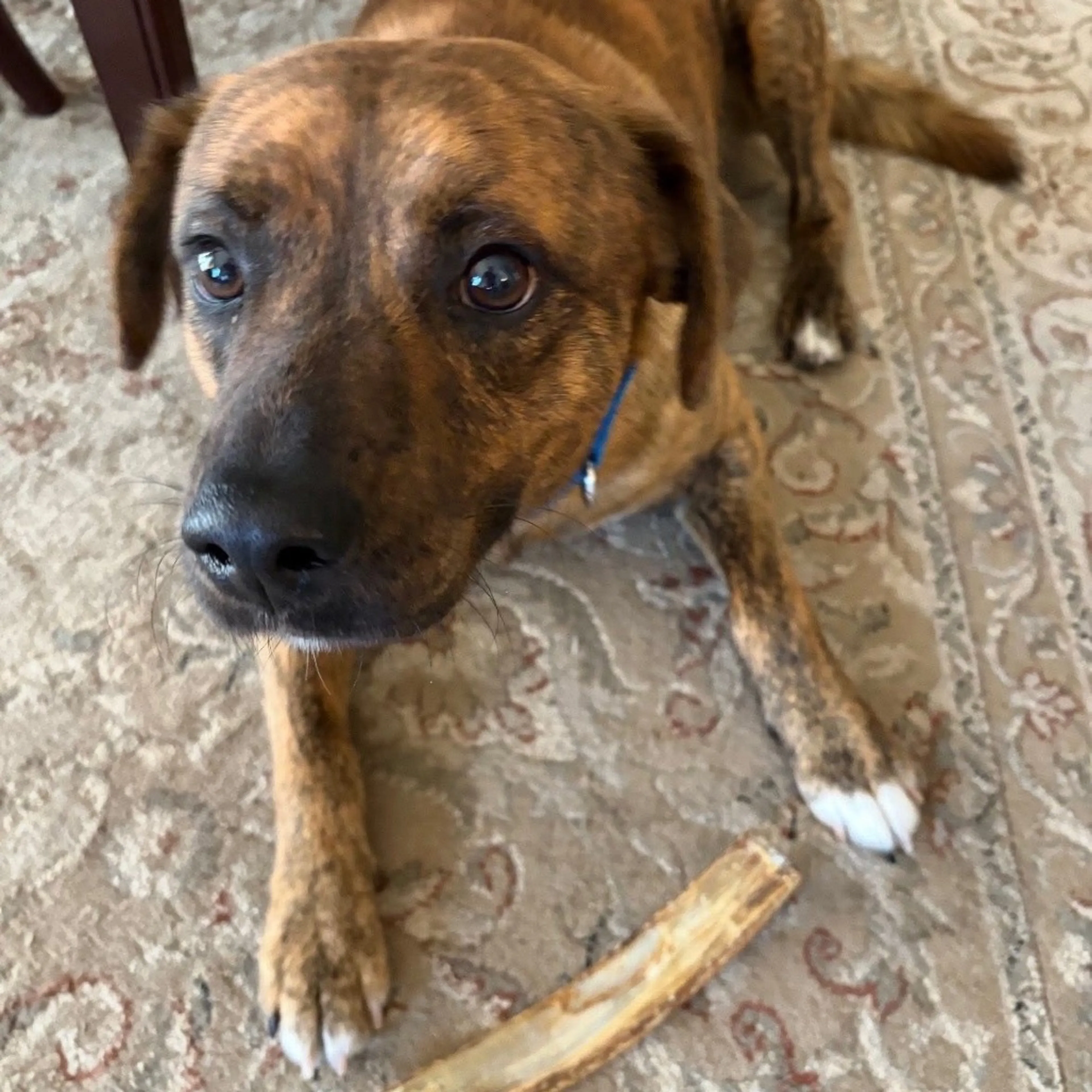 Found pet-6
