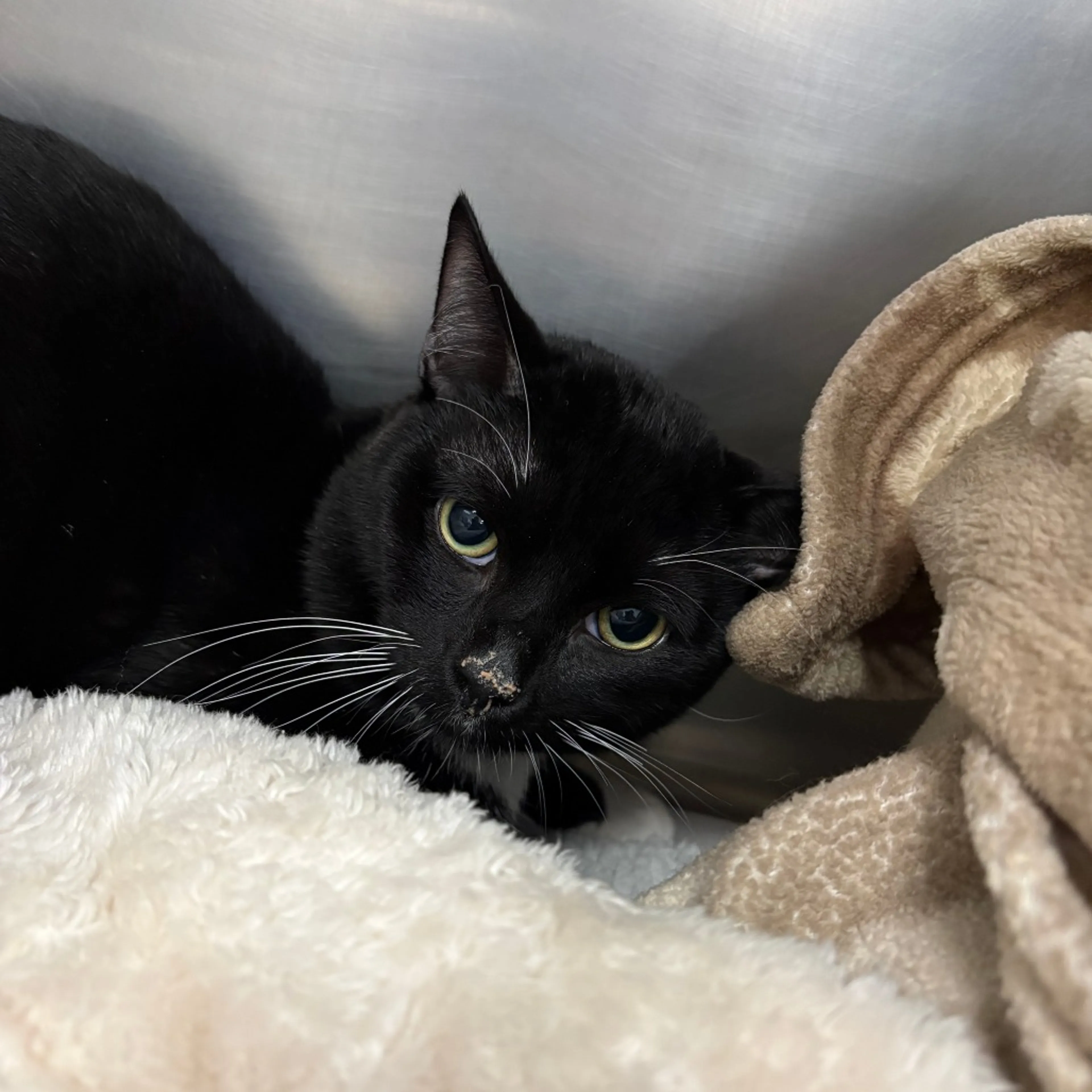 Found pet-1