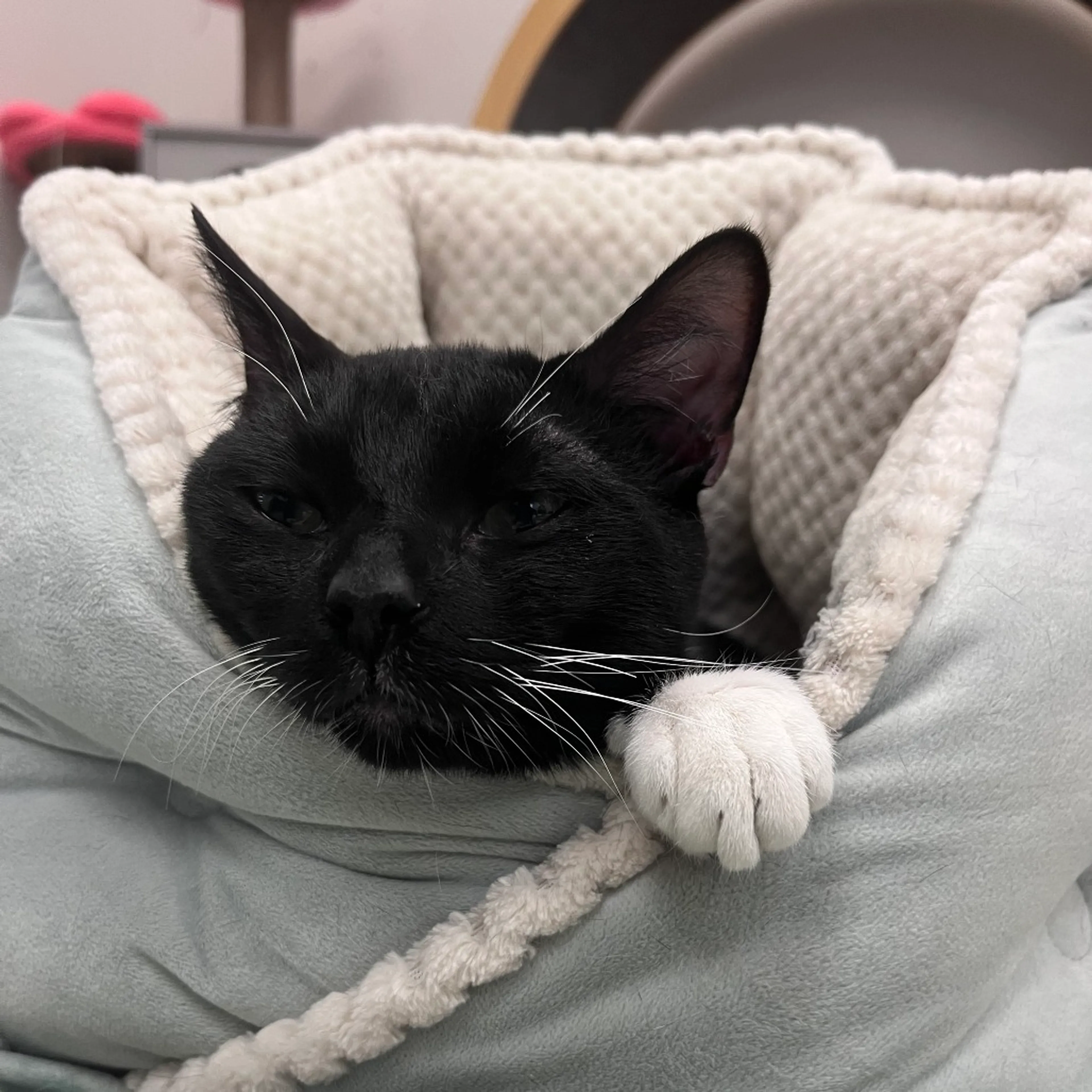 Found pet-2