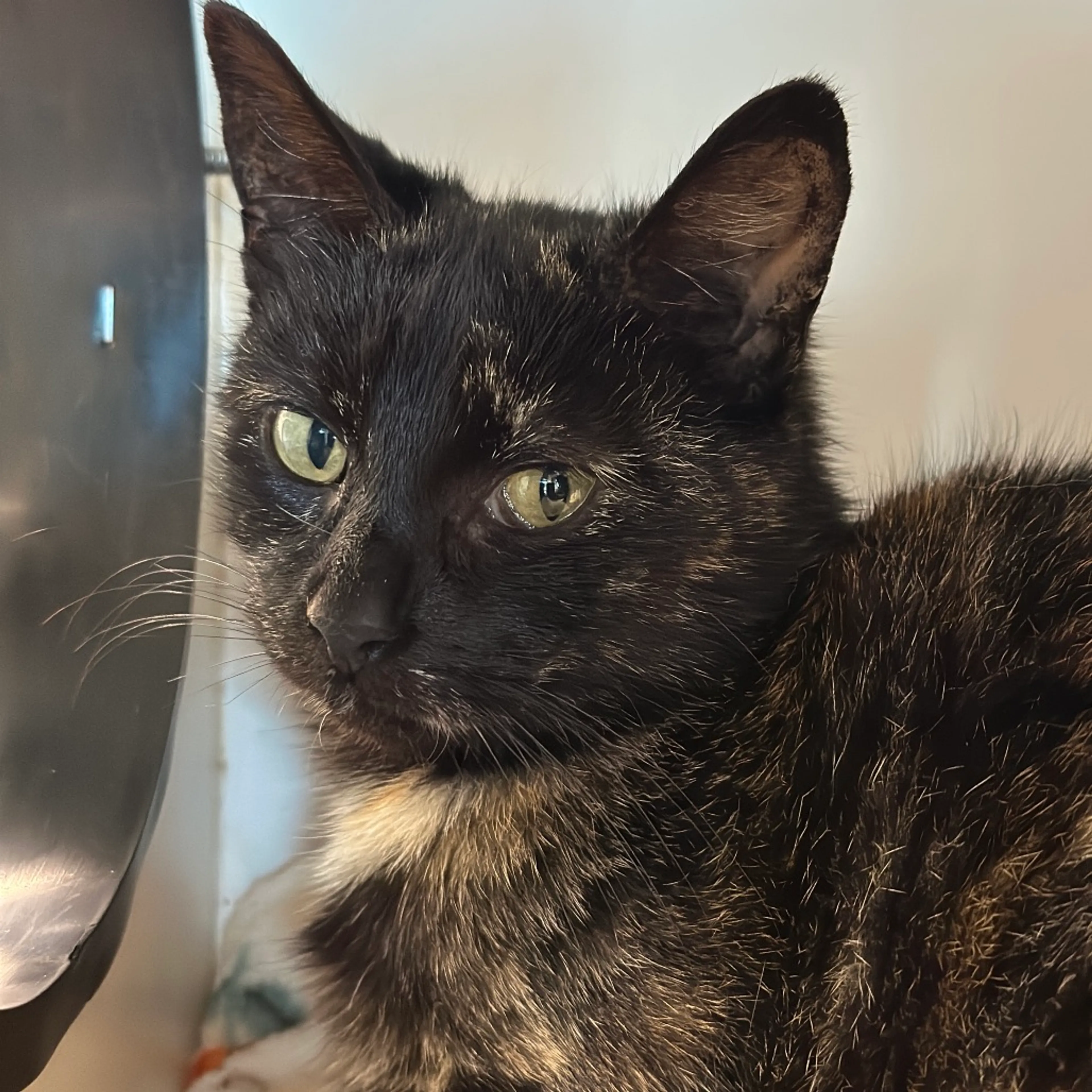 Found pet-1