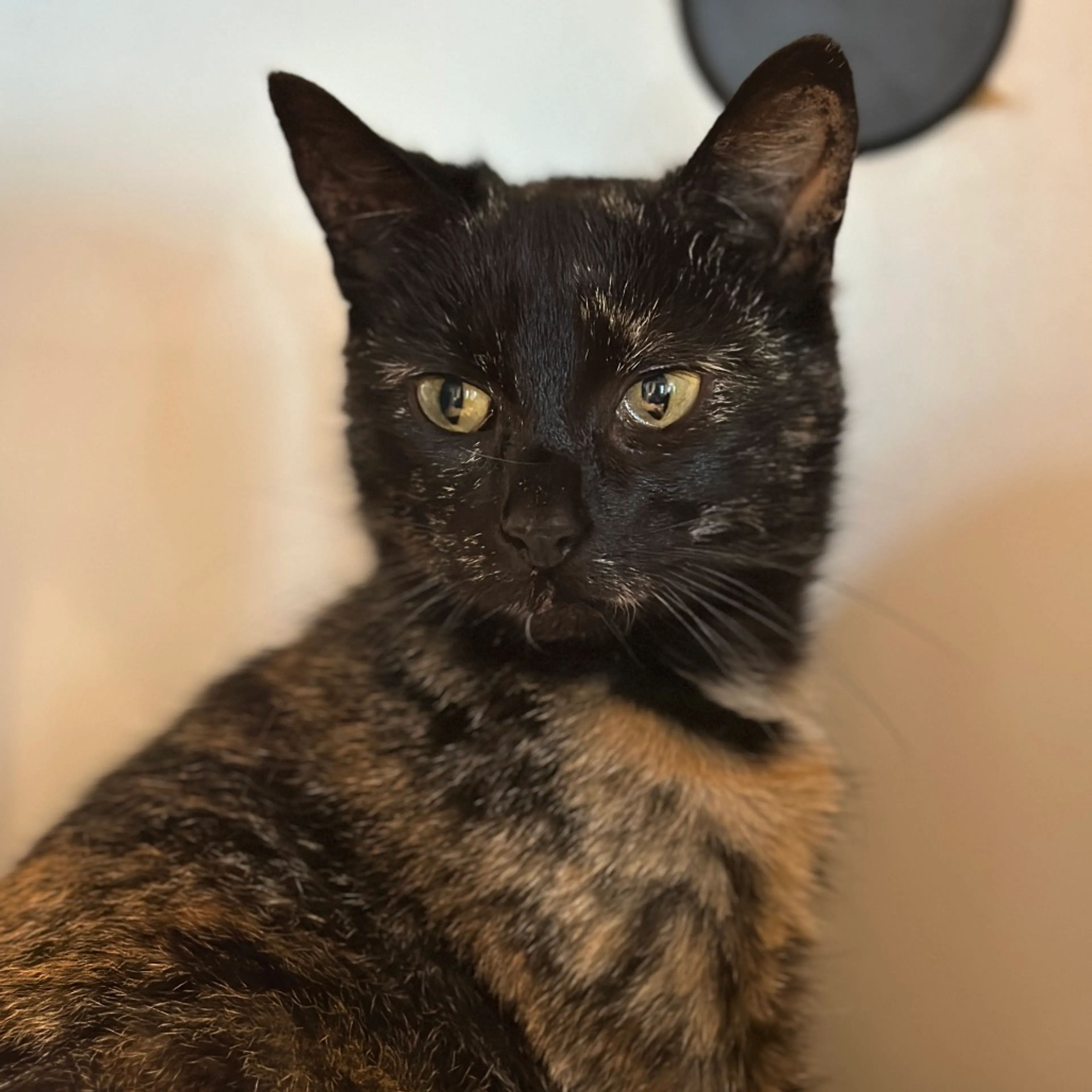 Found pet-2