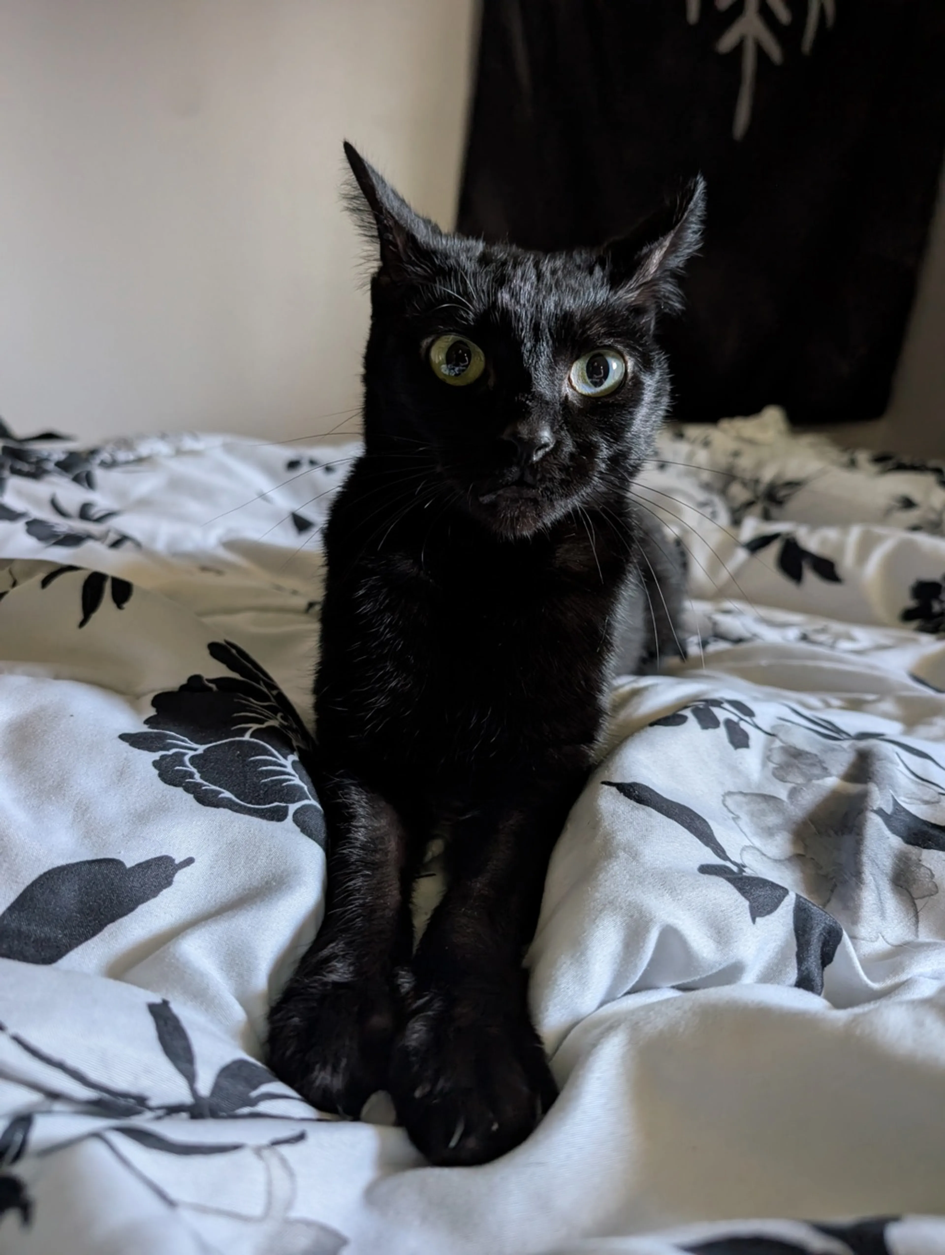 Found pet-1