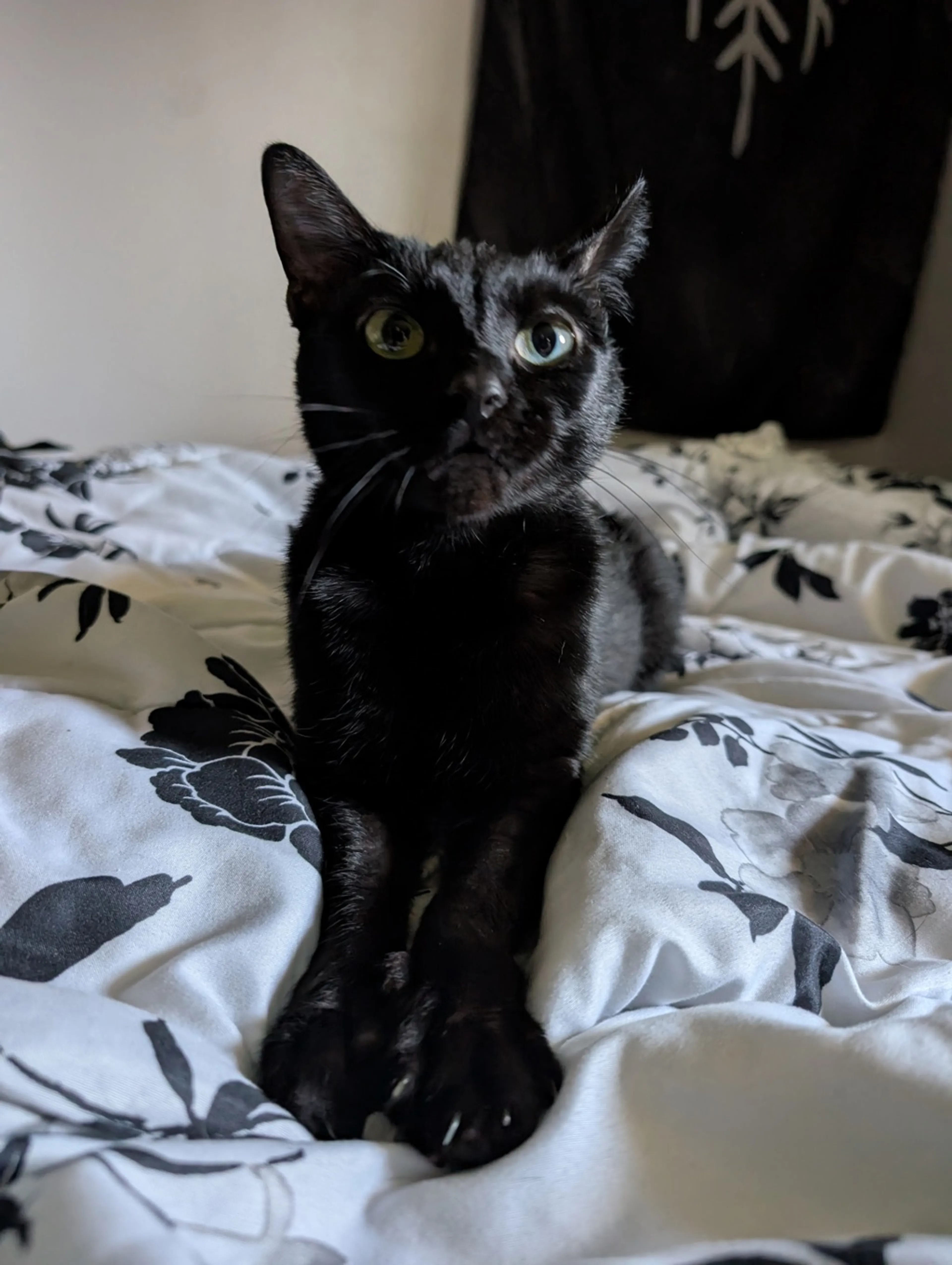 Found pet-2
