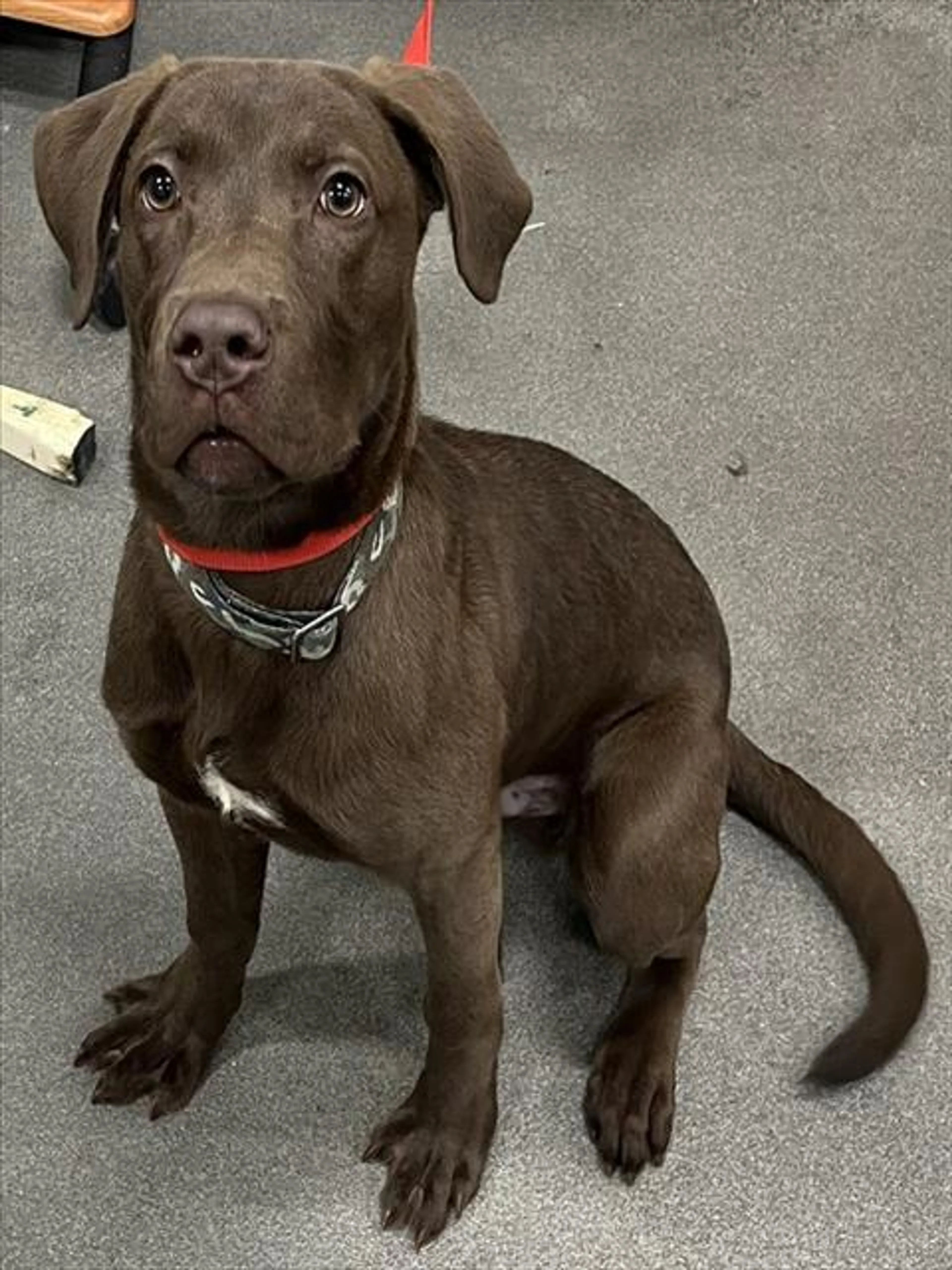 Found pet
