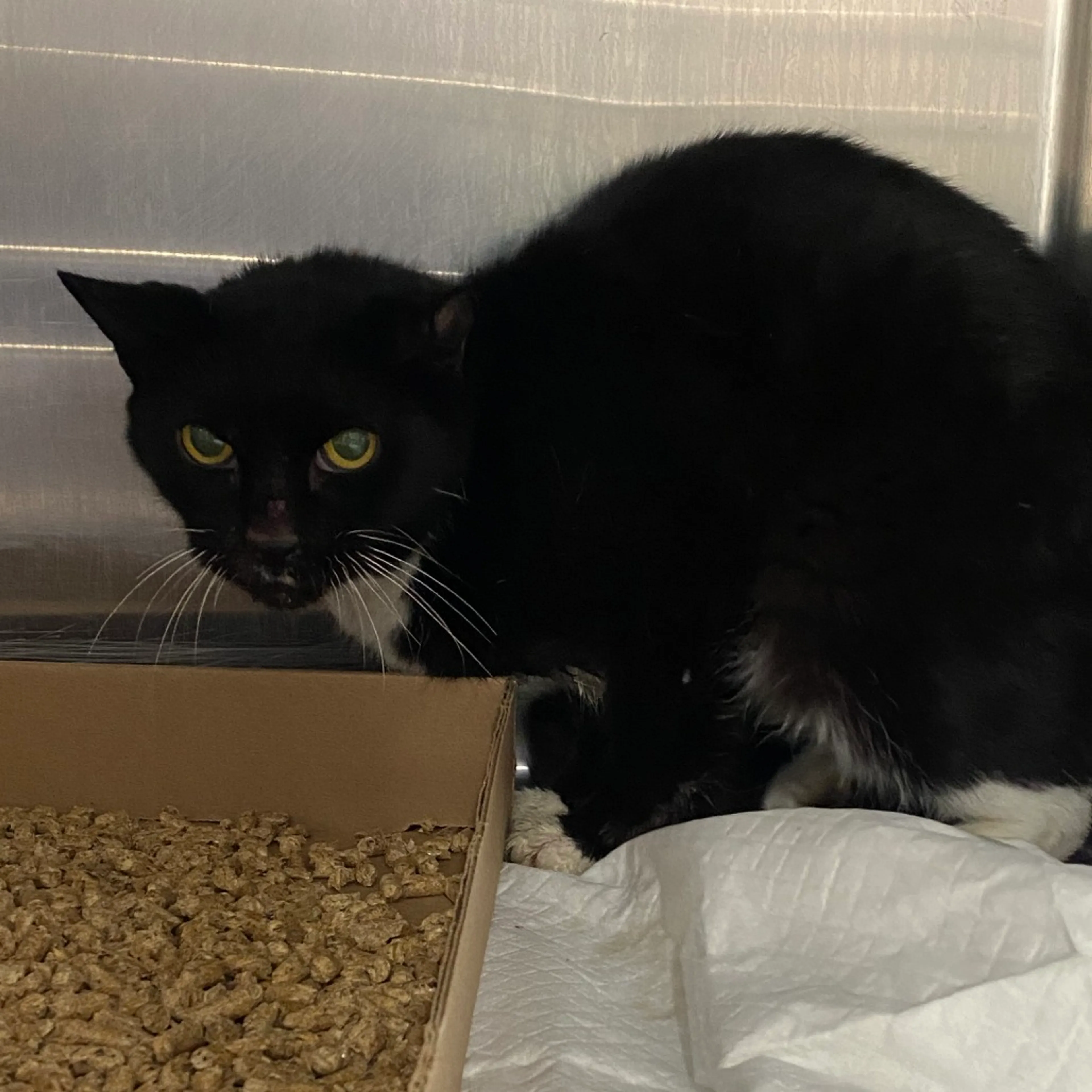 Found pet