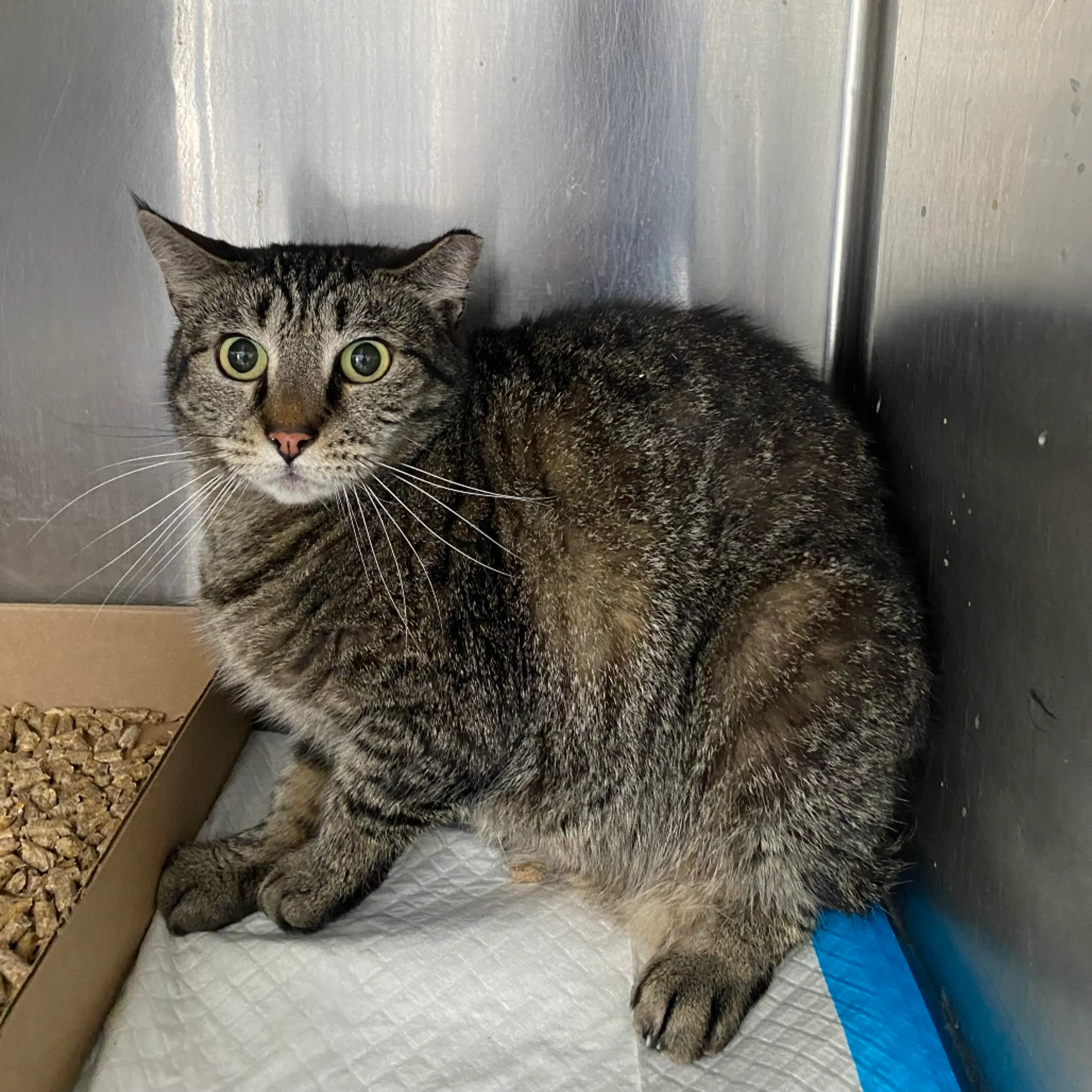 Found pet