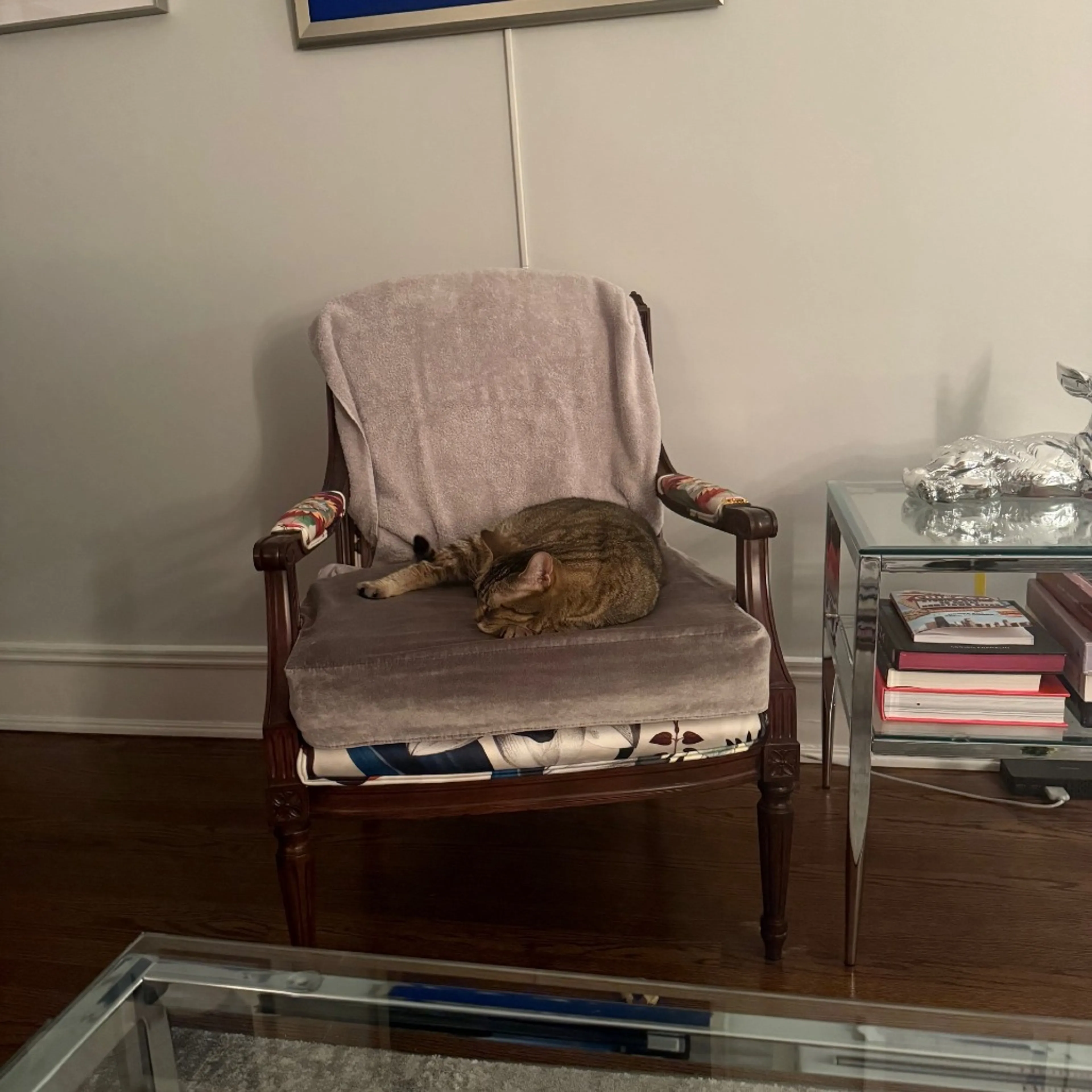 Found pet-5