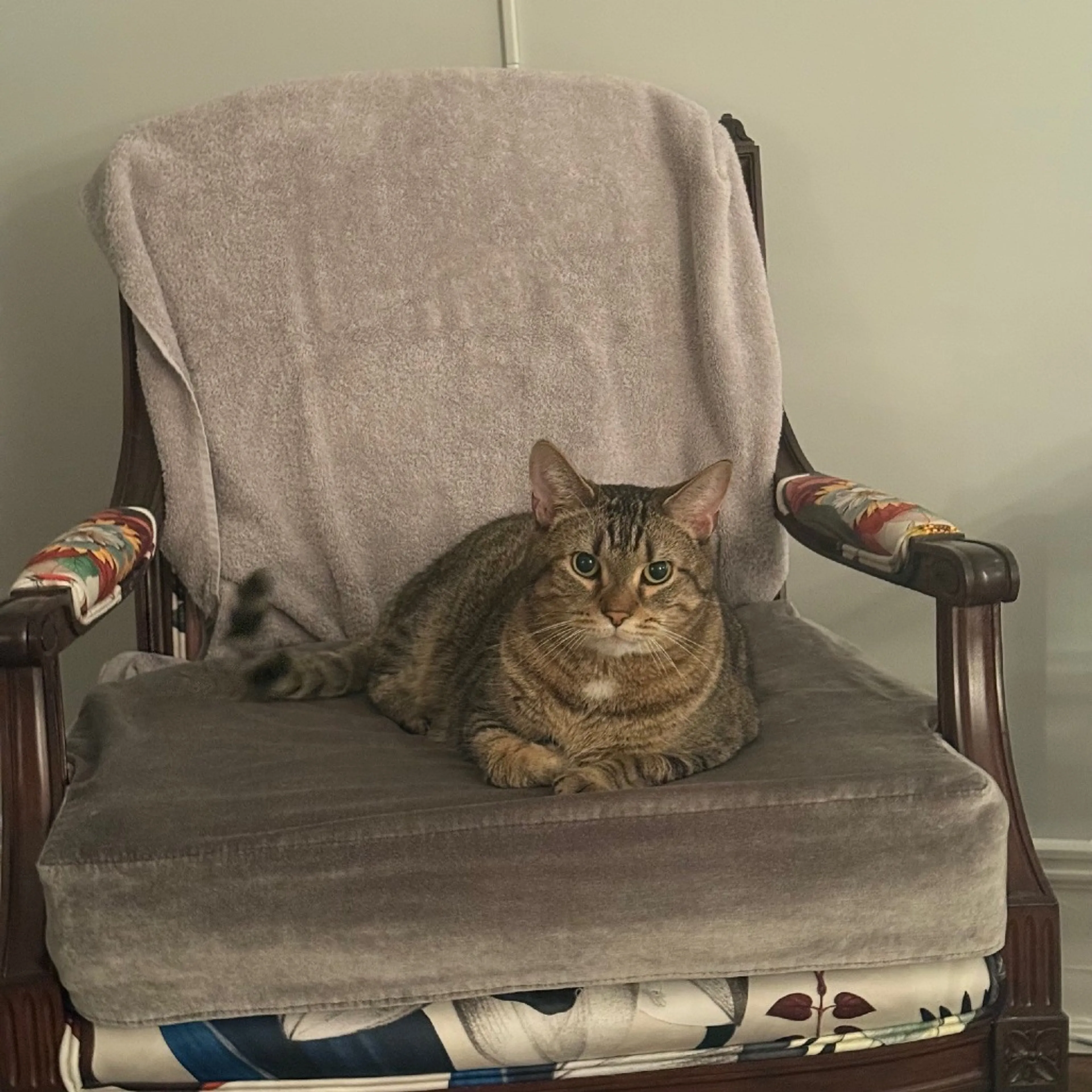 Found pet-6