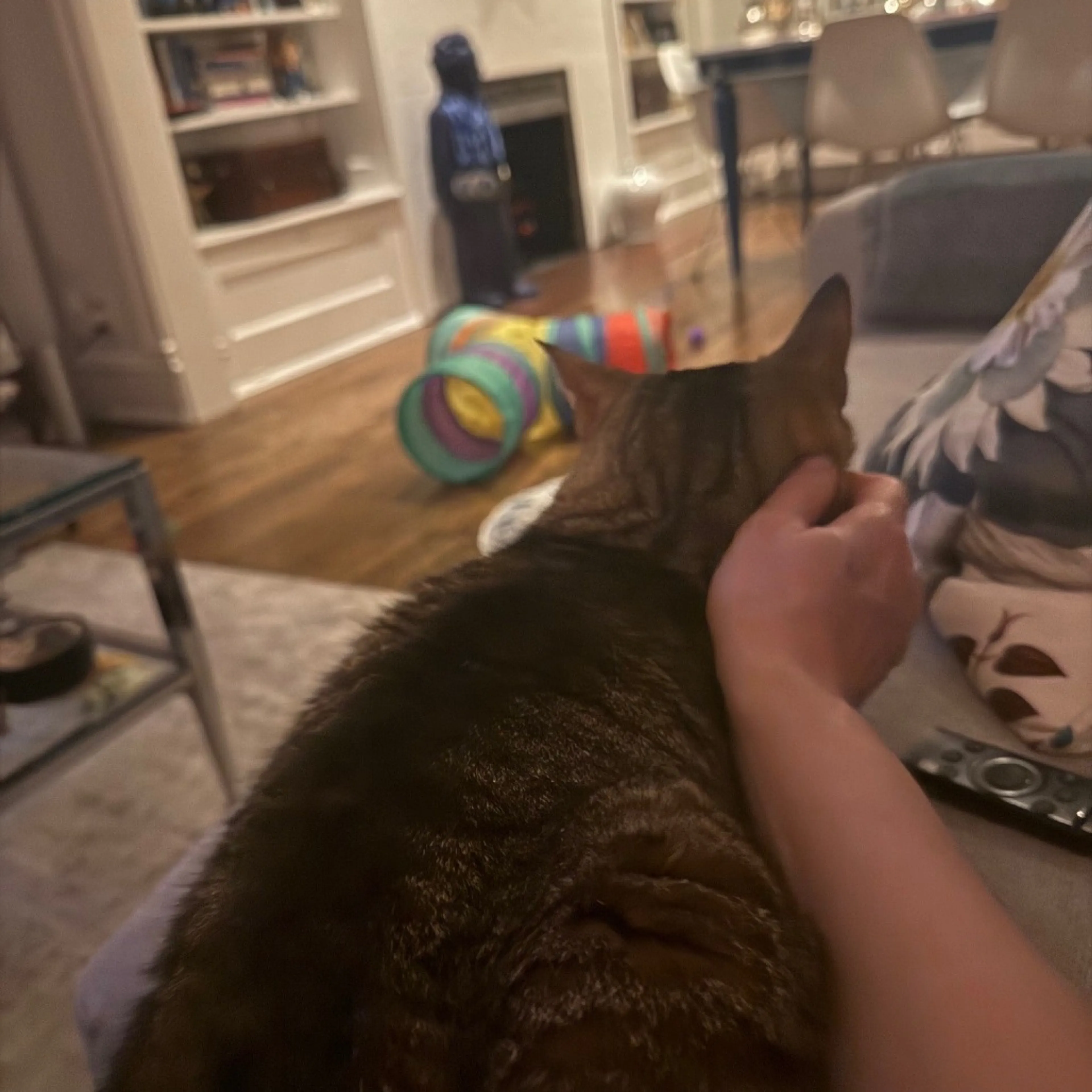 Found pet-4