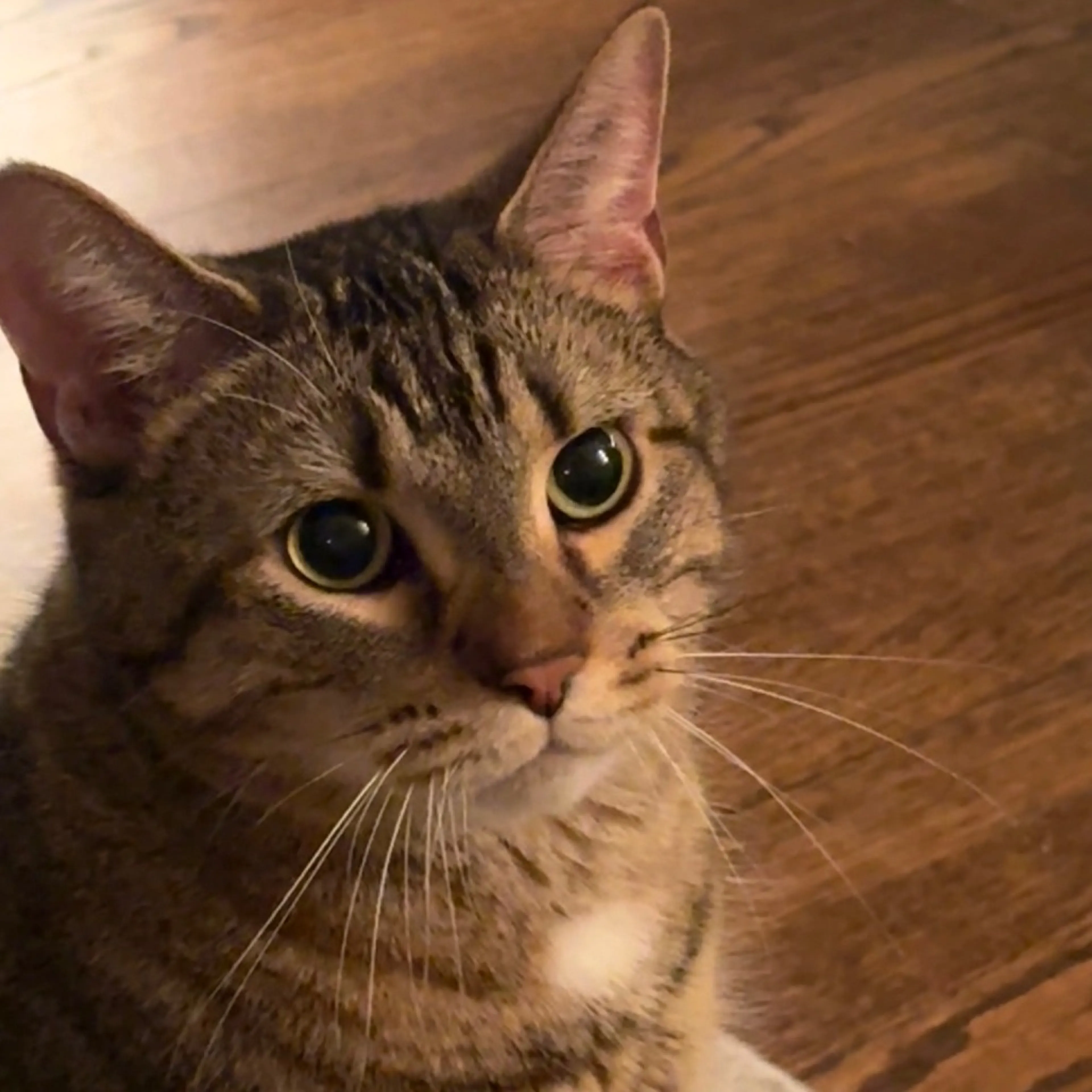 Found pet-7