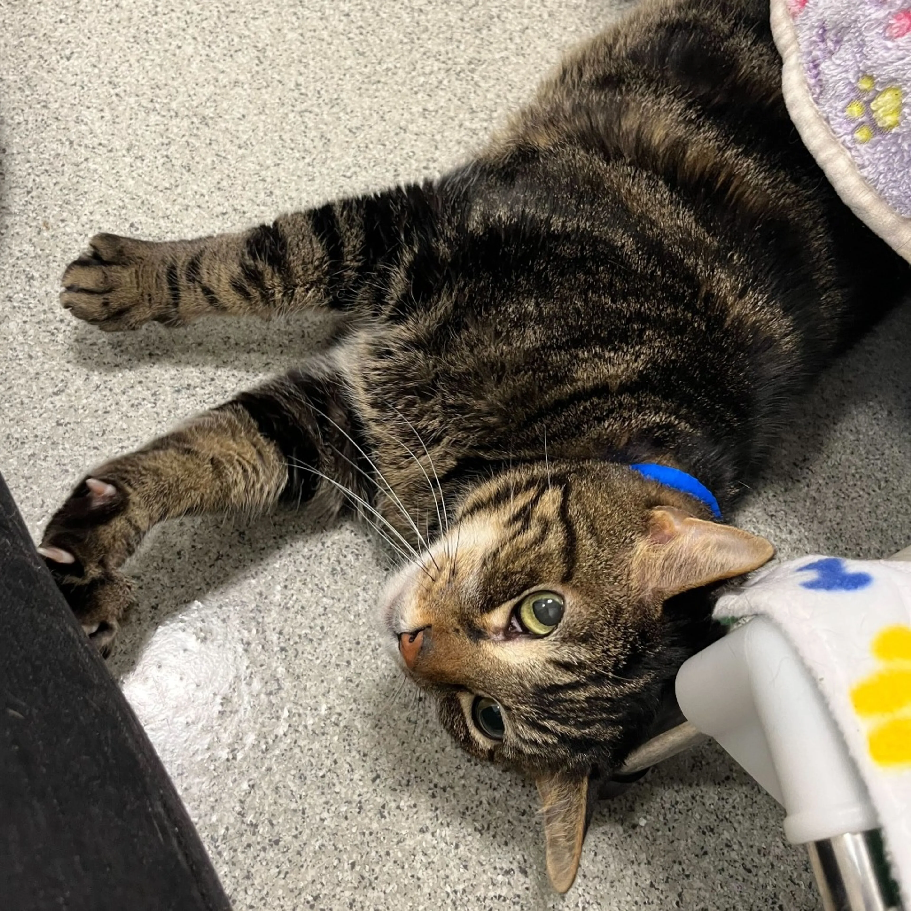 Found pet-5