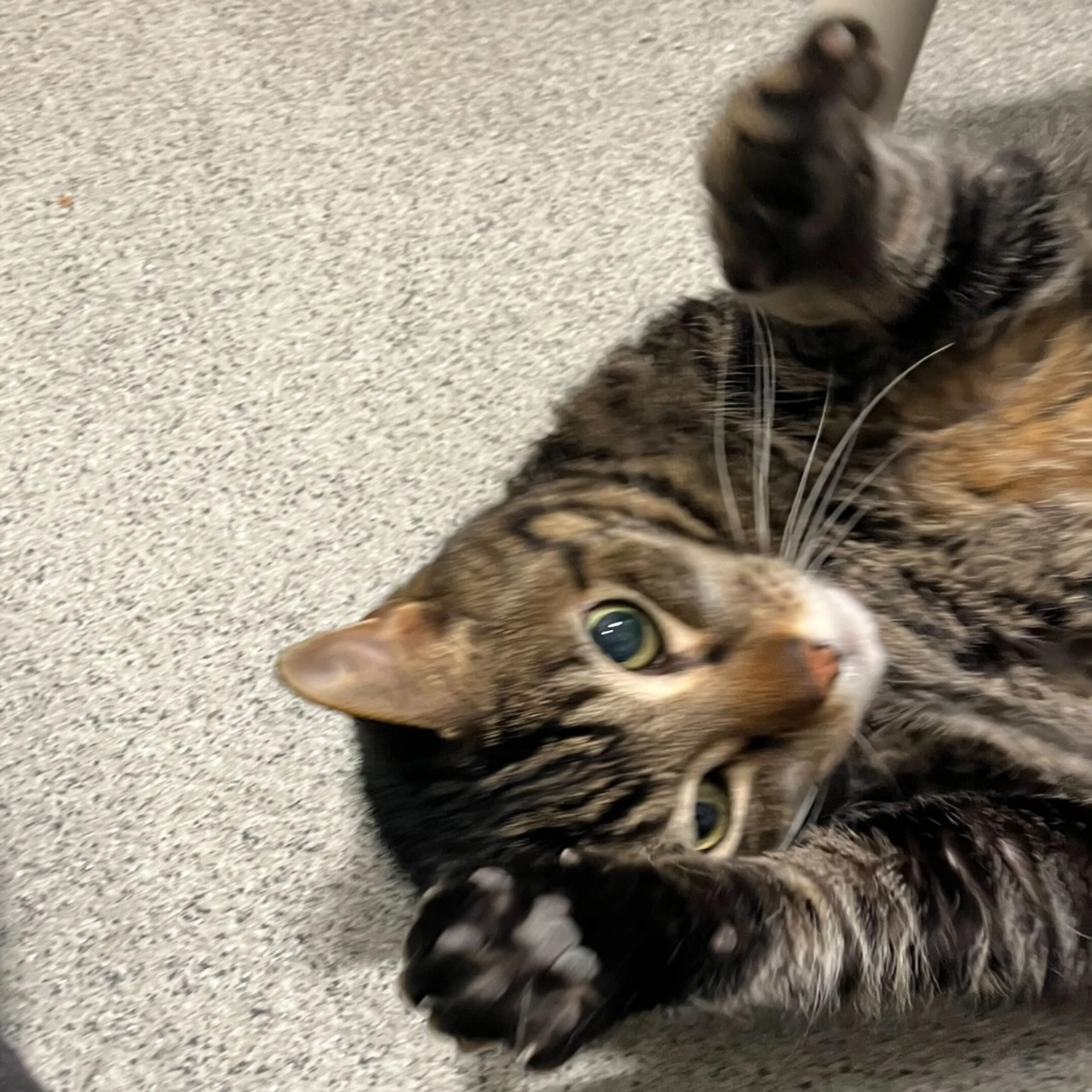 Found pet-8