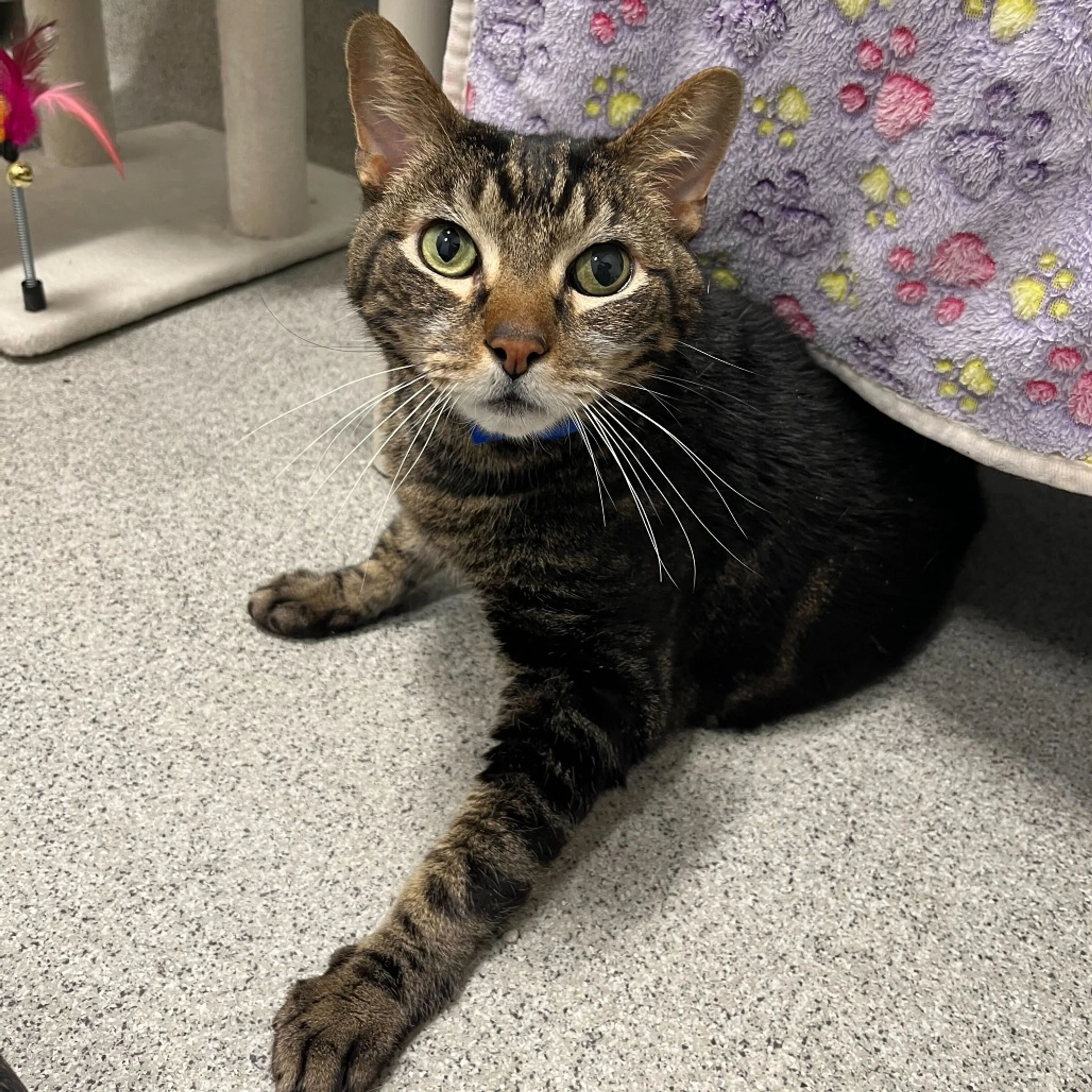Found pet-1