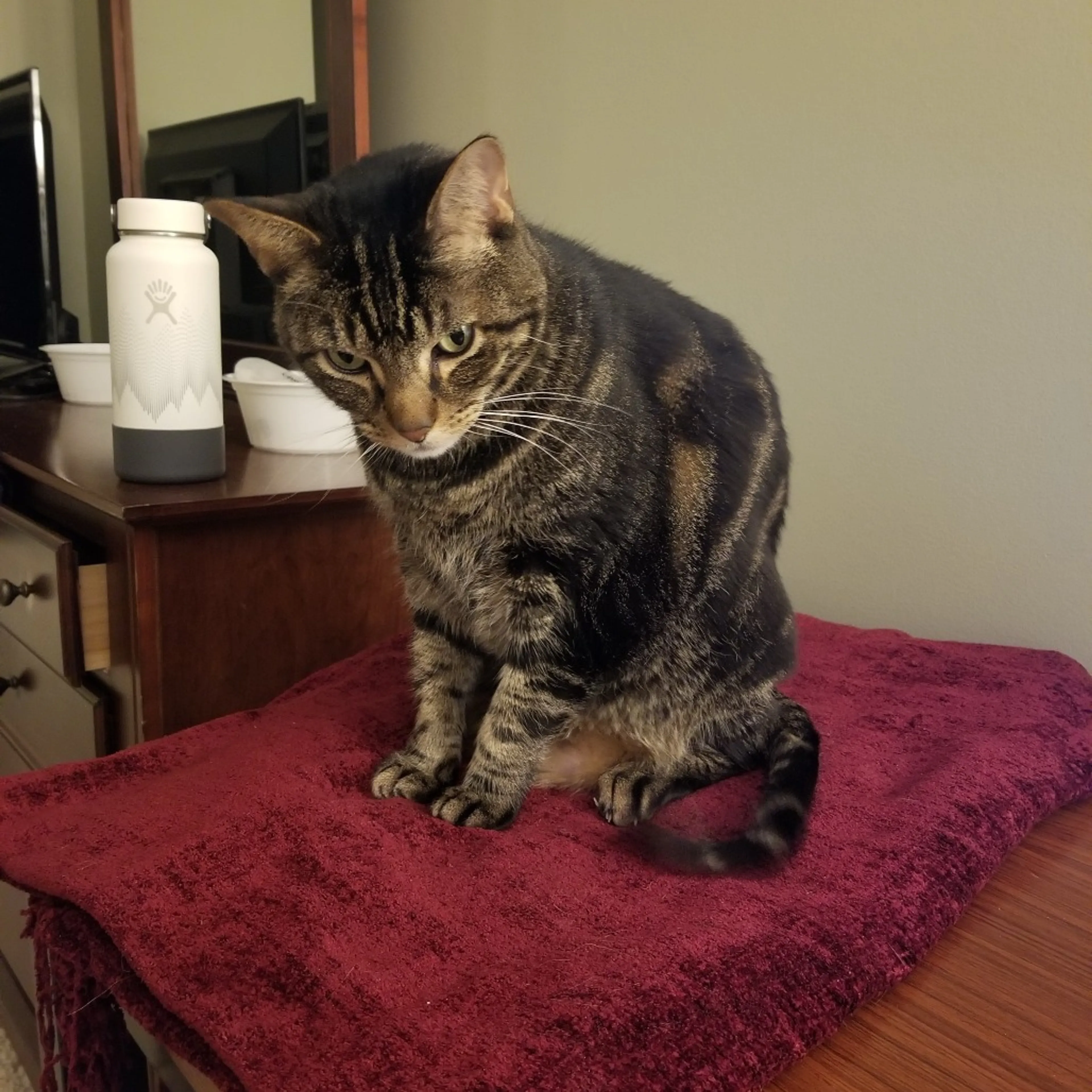 Found pet-10
