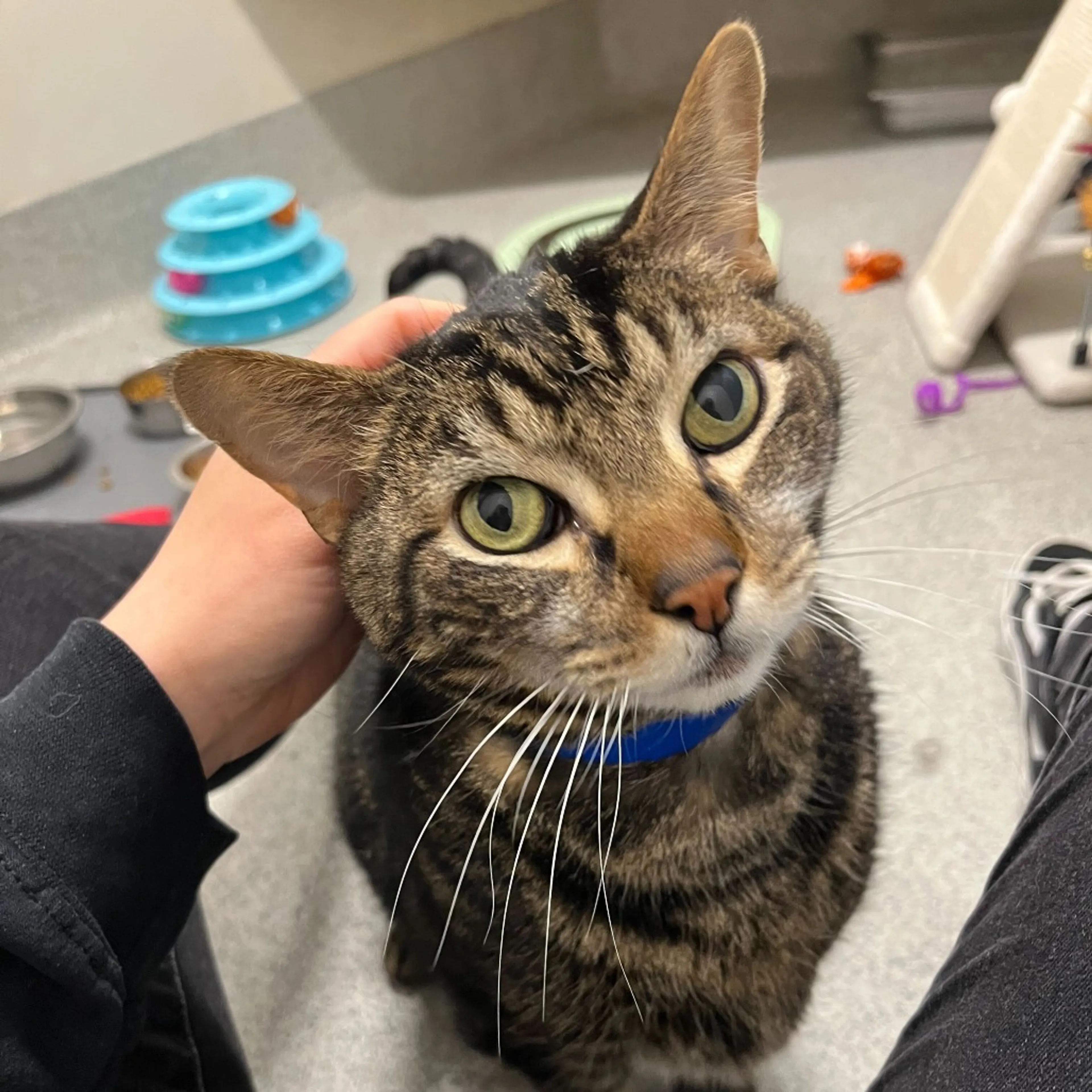 Found pet-2