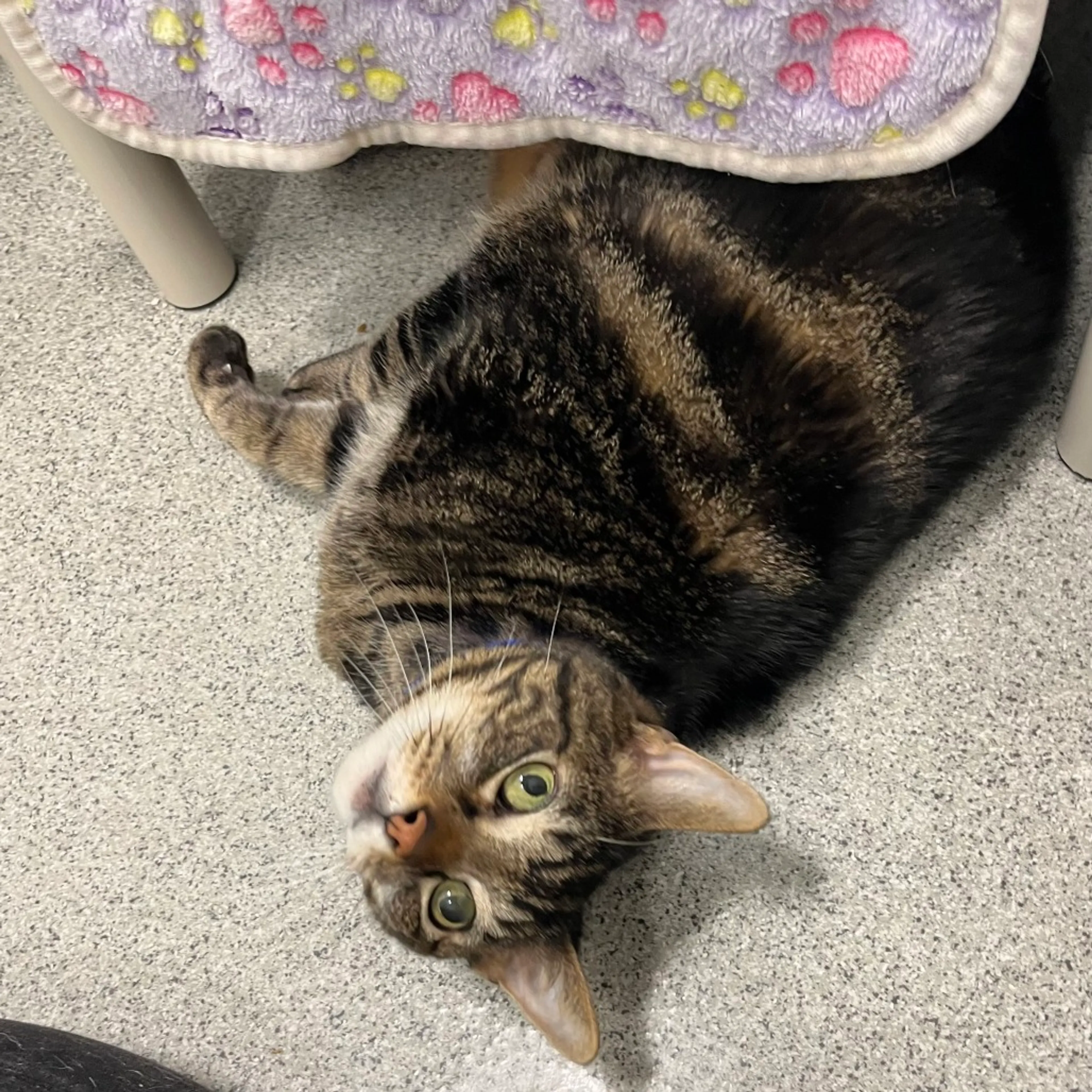 Found pet-4