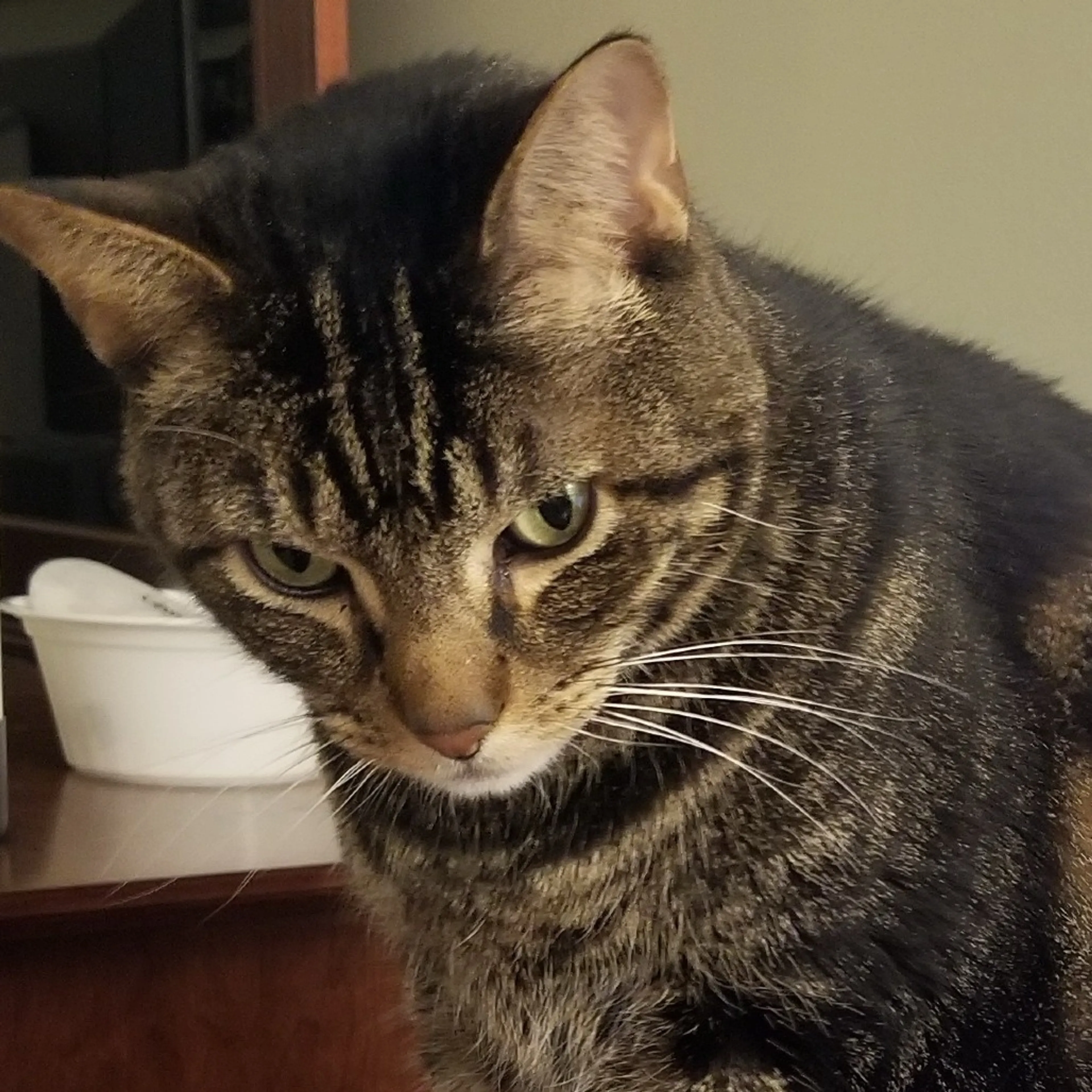Found pet-11