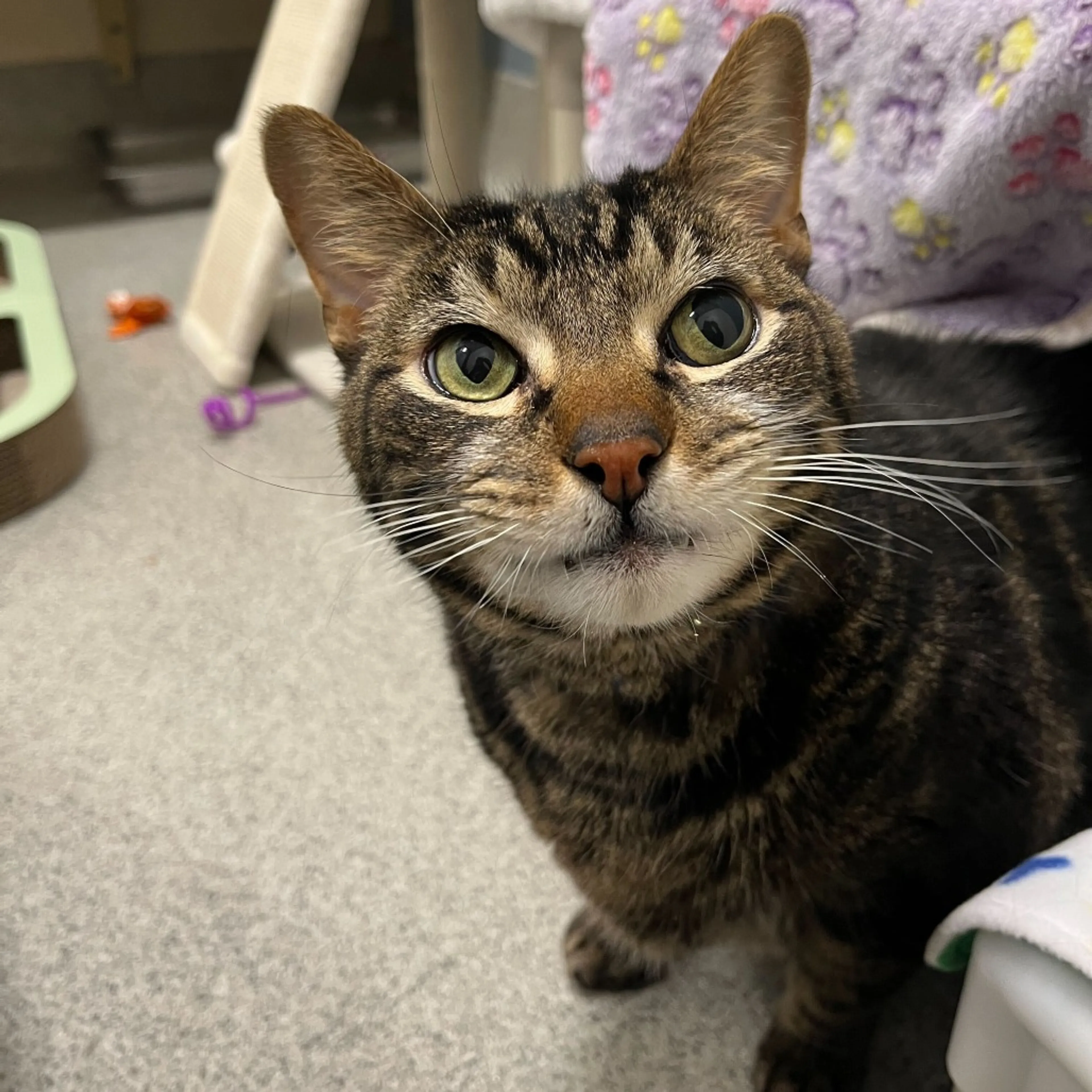 Found pet-6