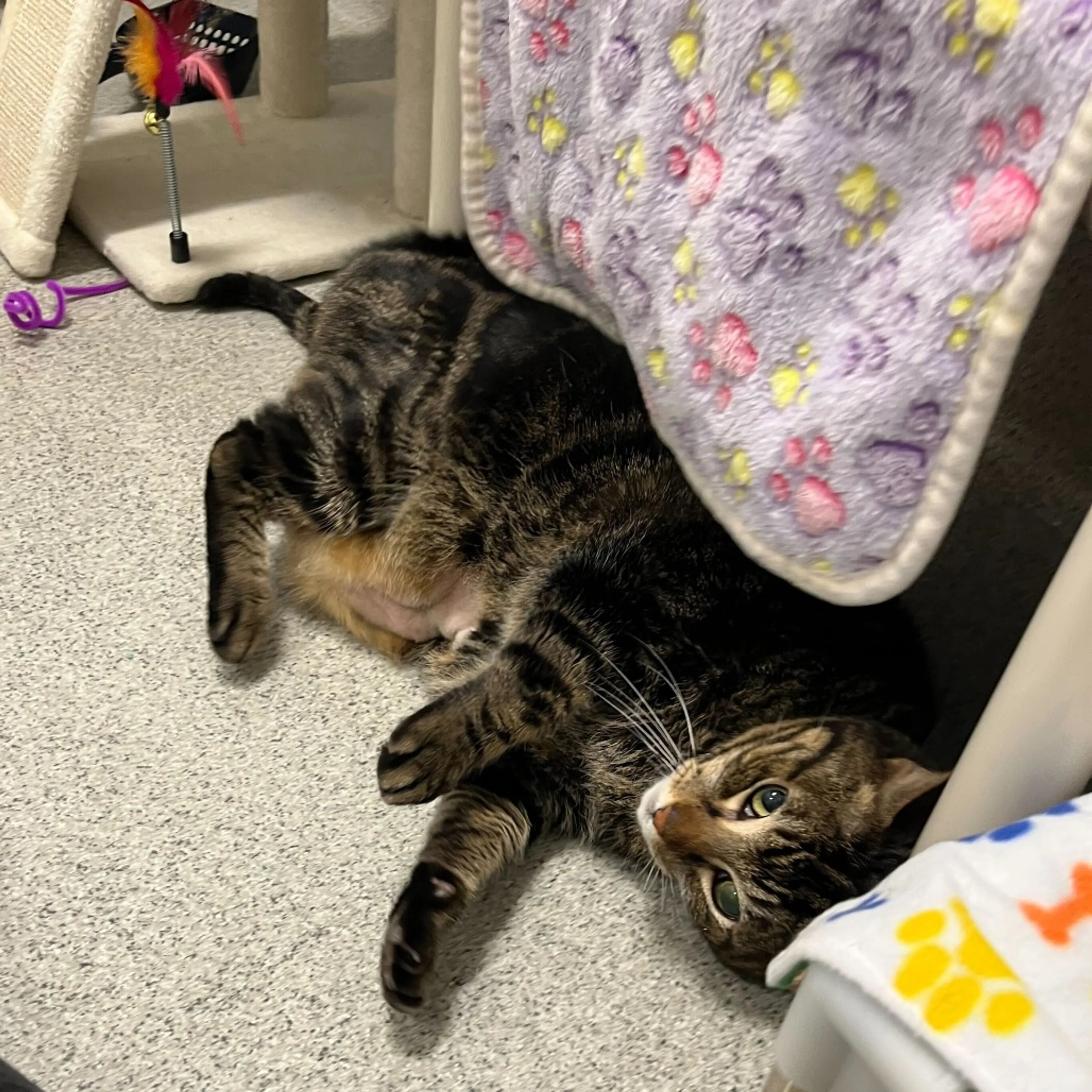 Found pet-3