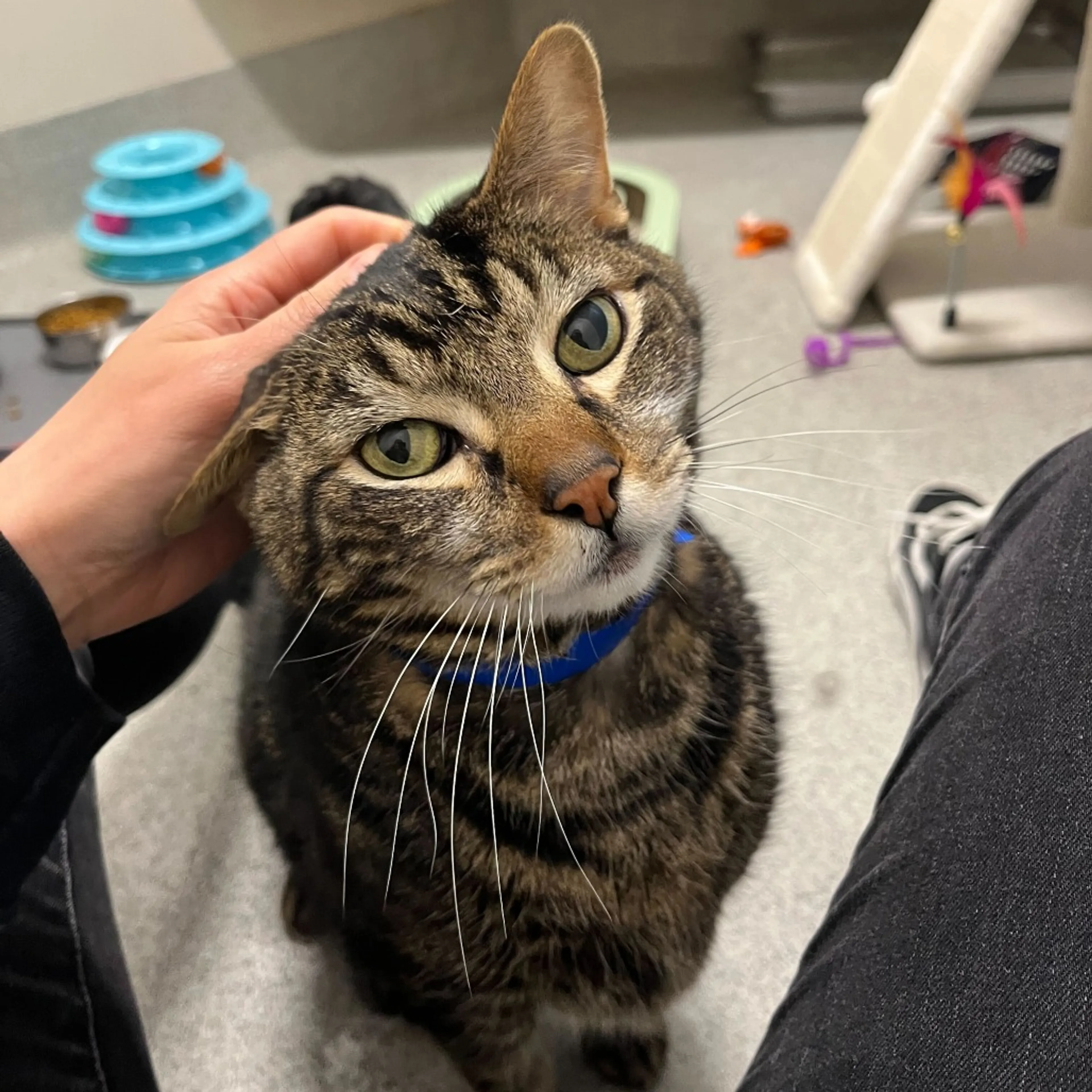 Found pet-9