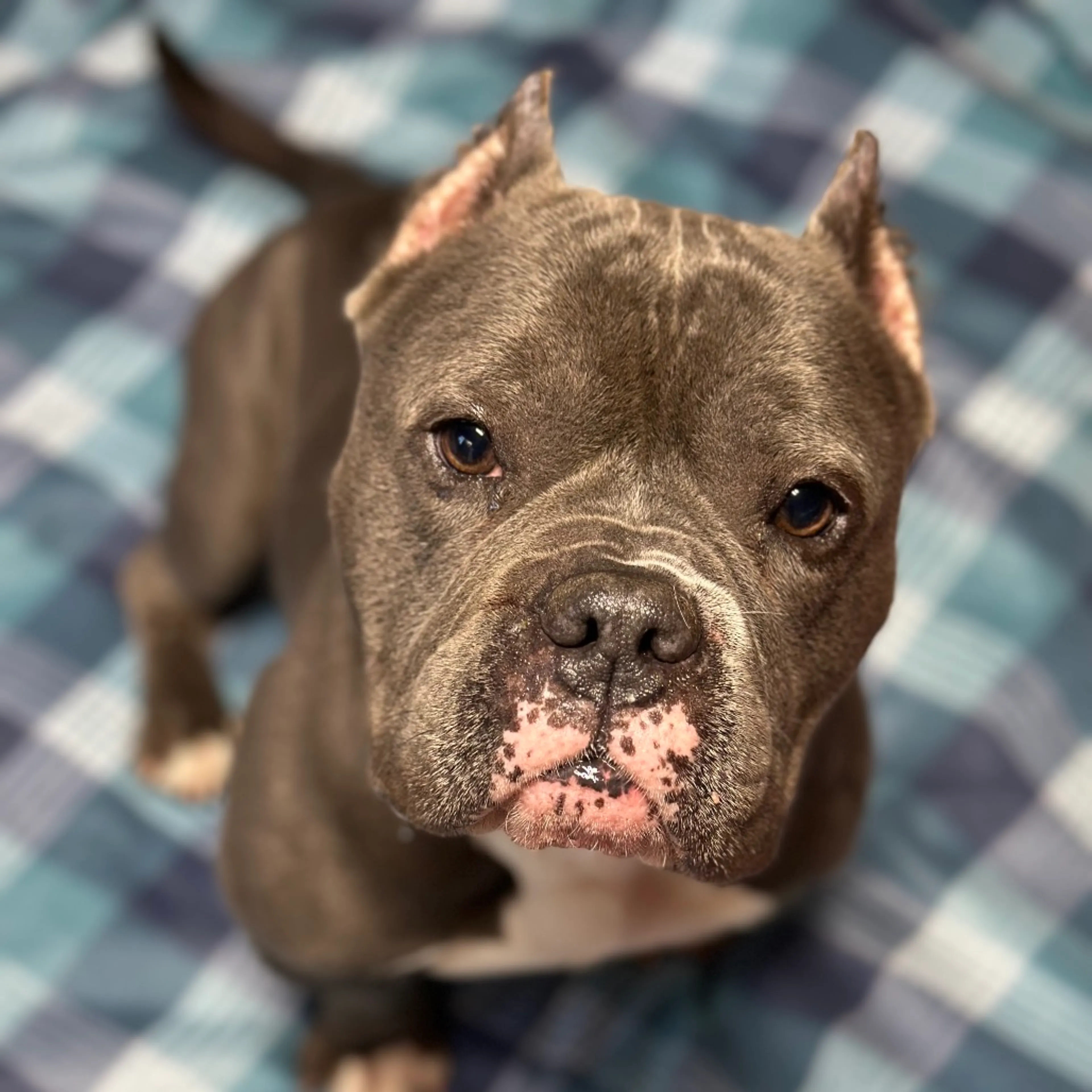 Found pet-2