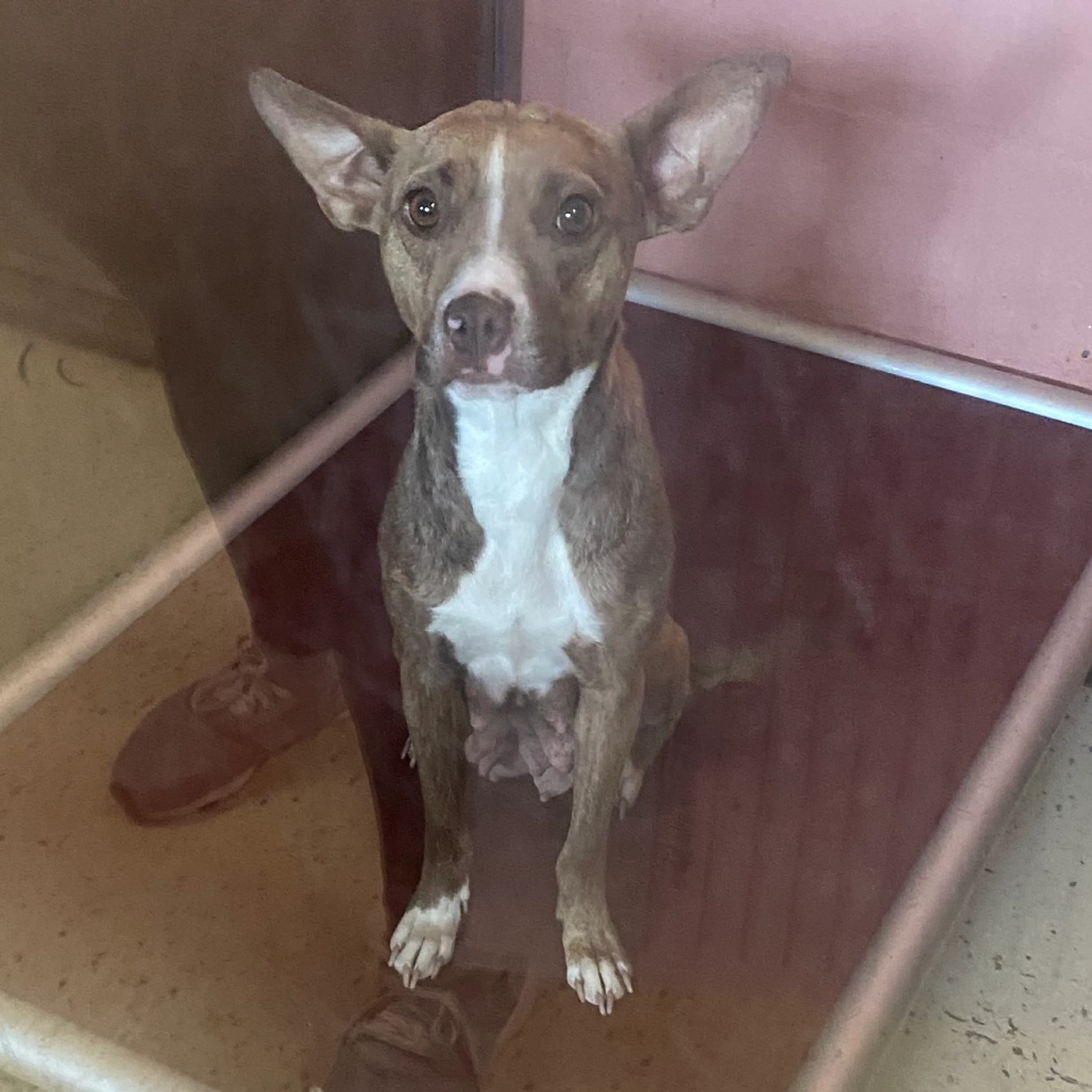 Found pet-1