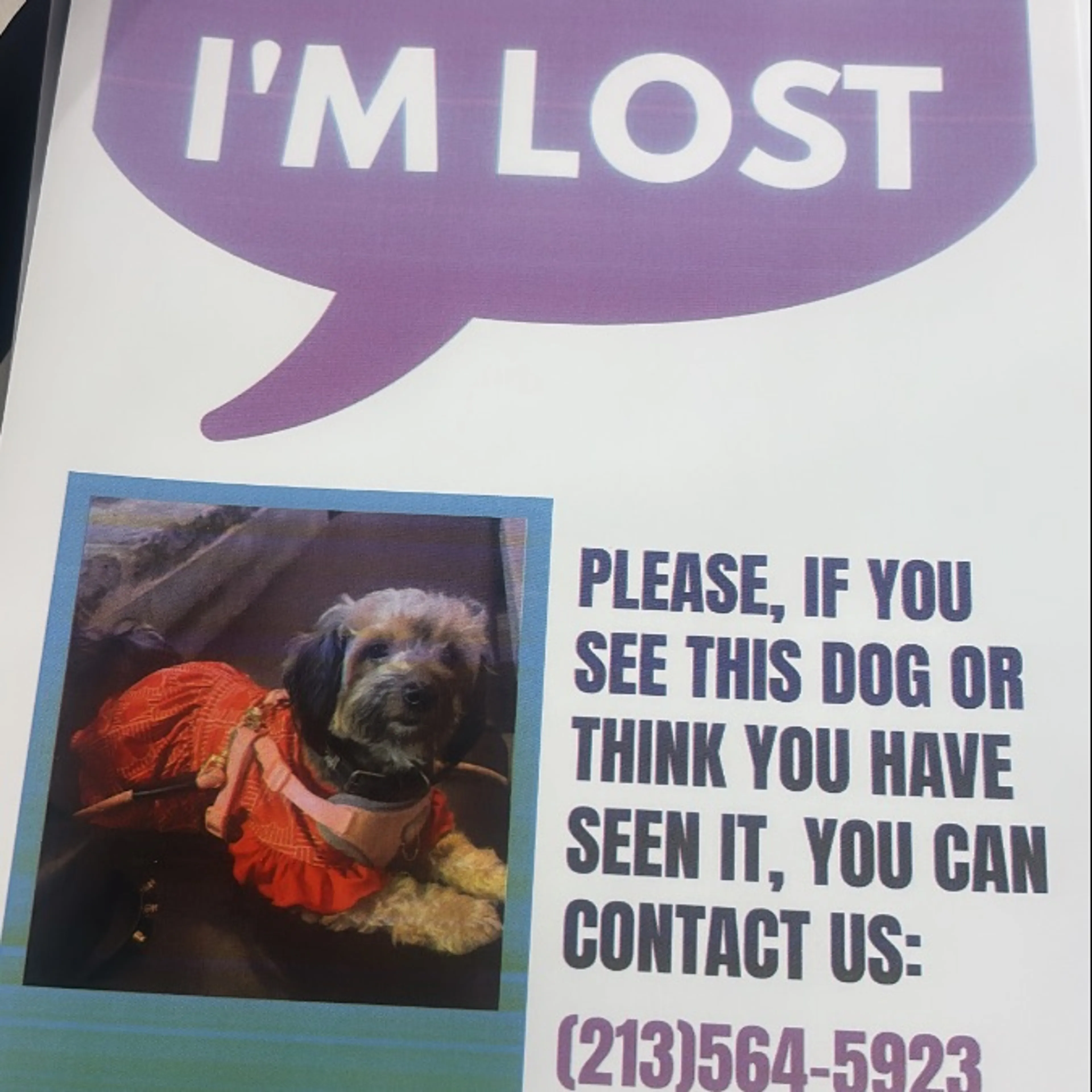 Lost pet