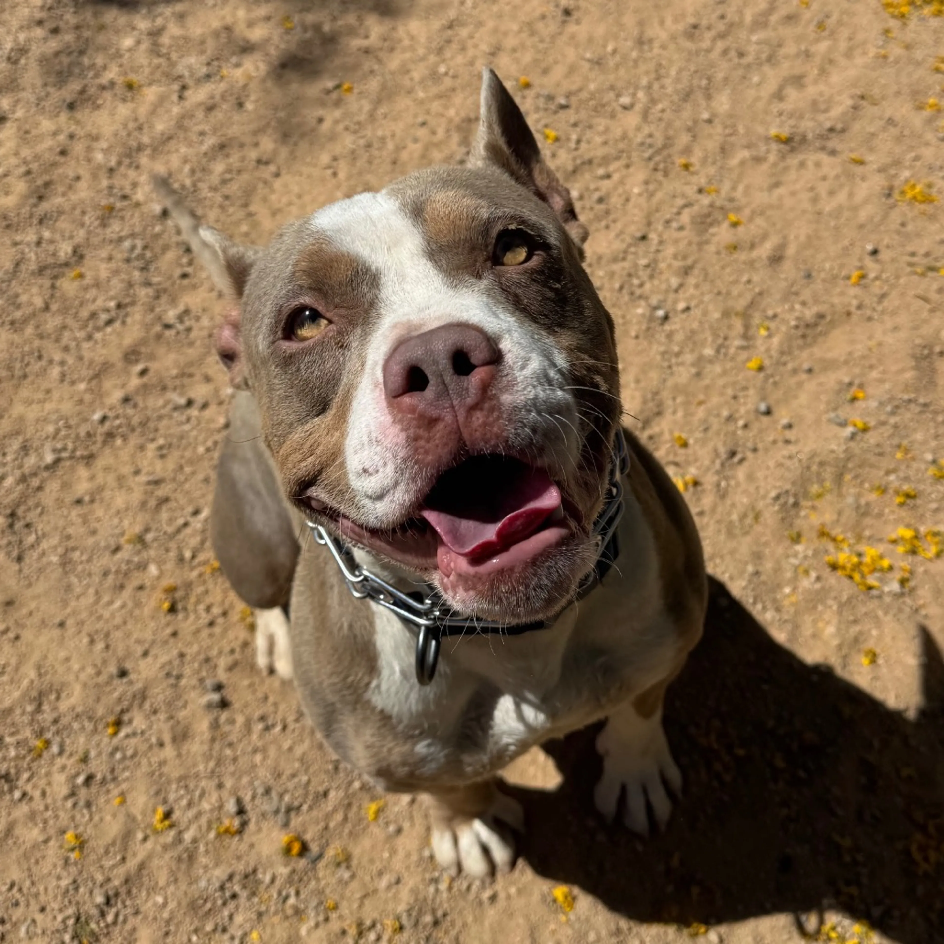 Found pet-5