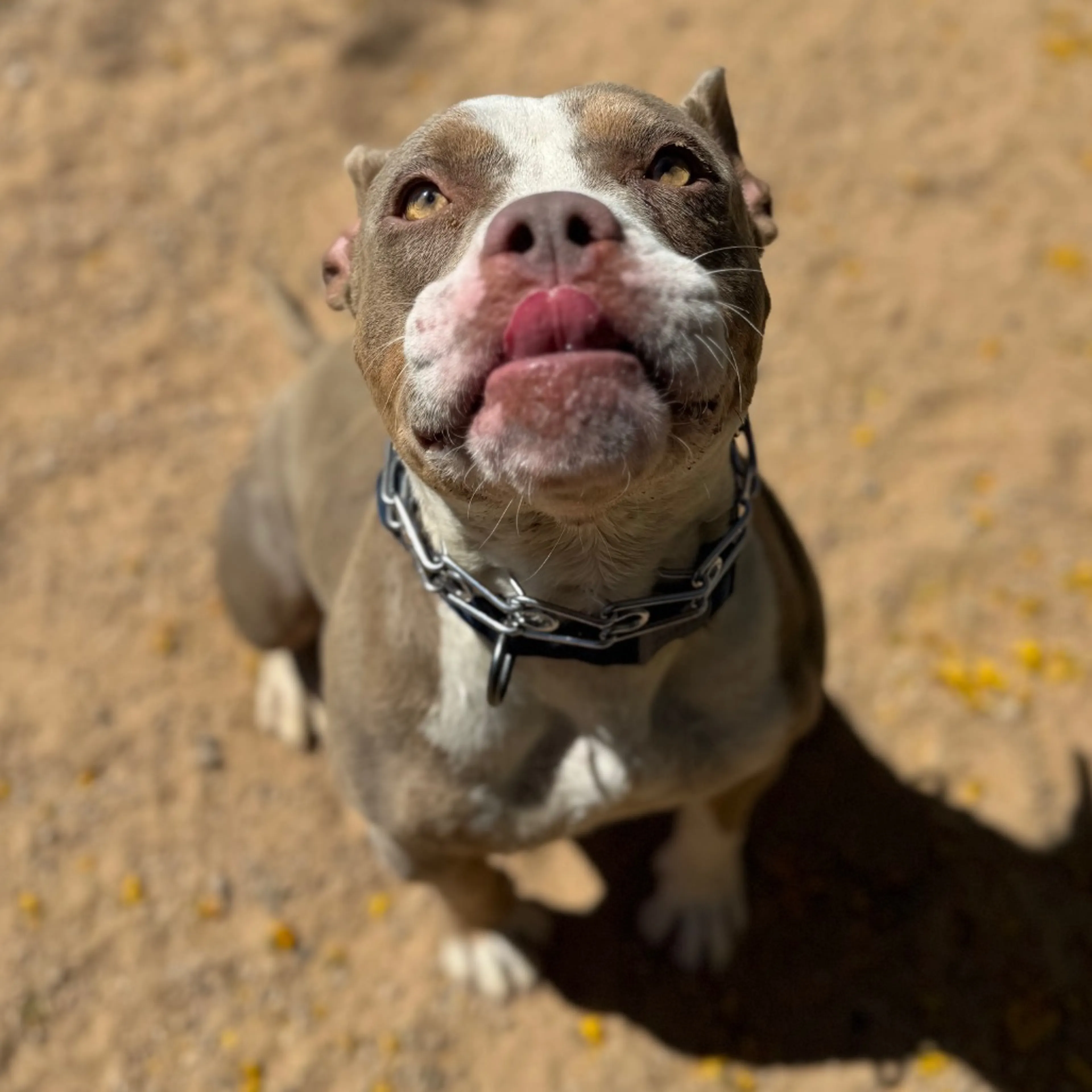 Found pet-2
