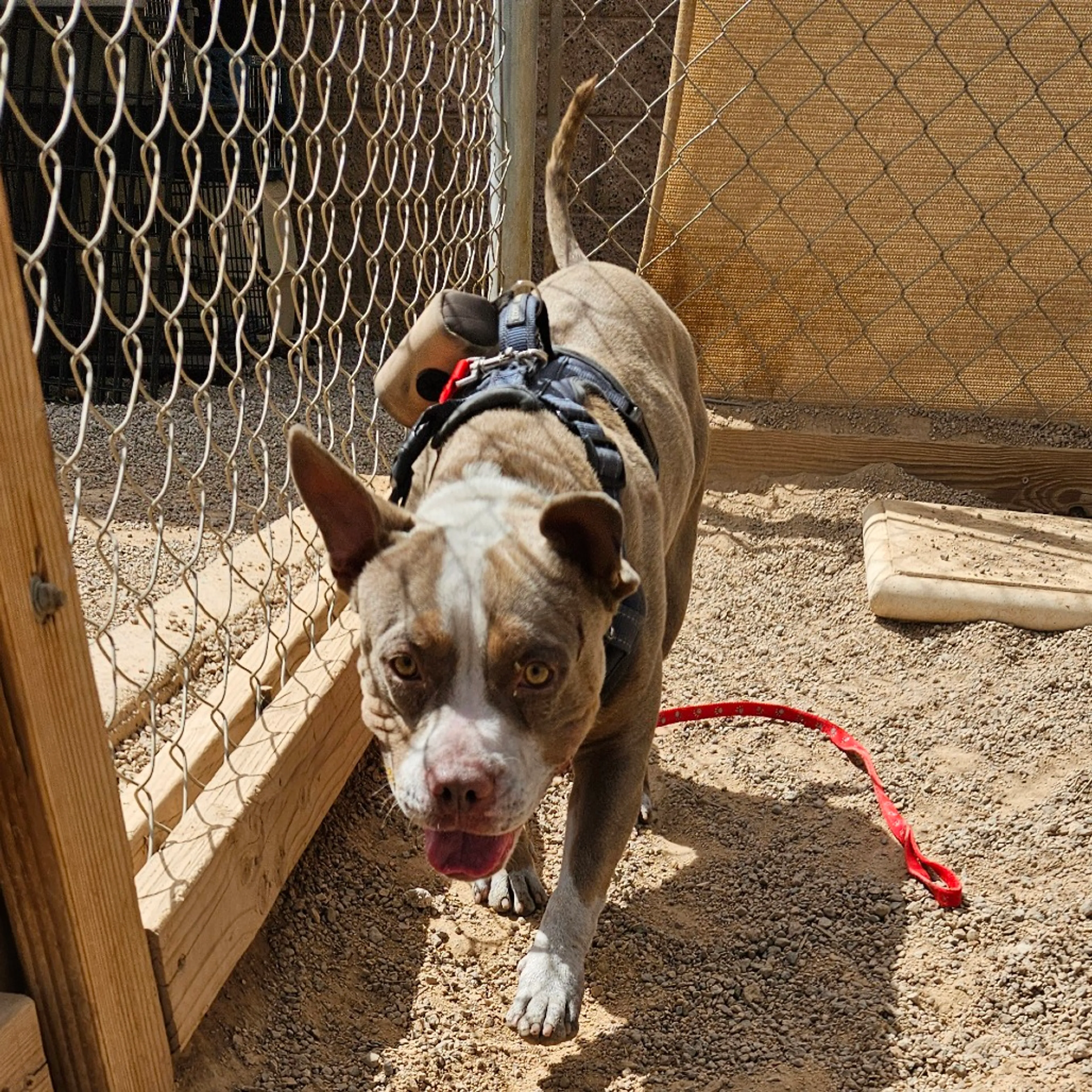 Found pet-1