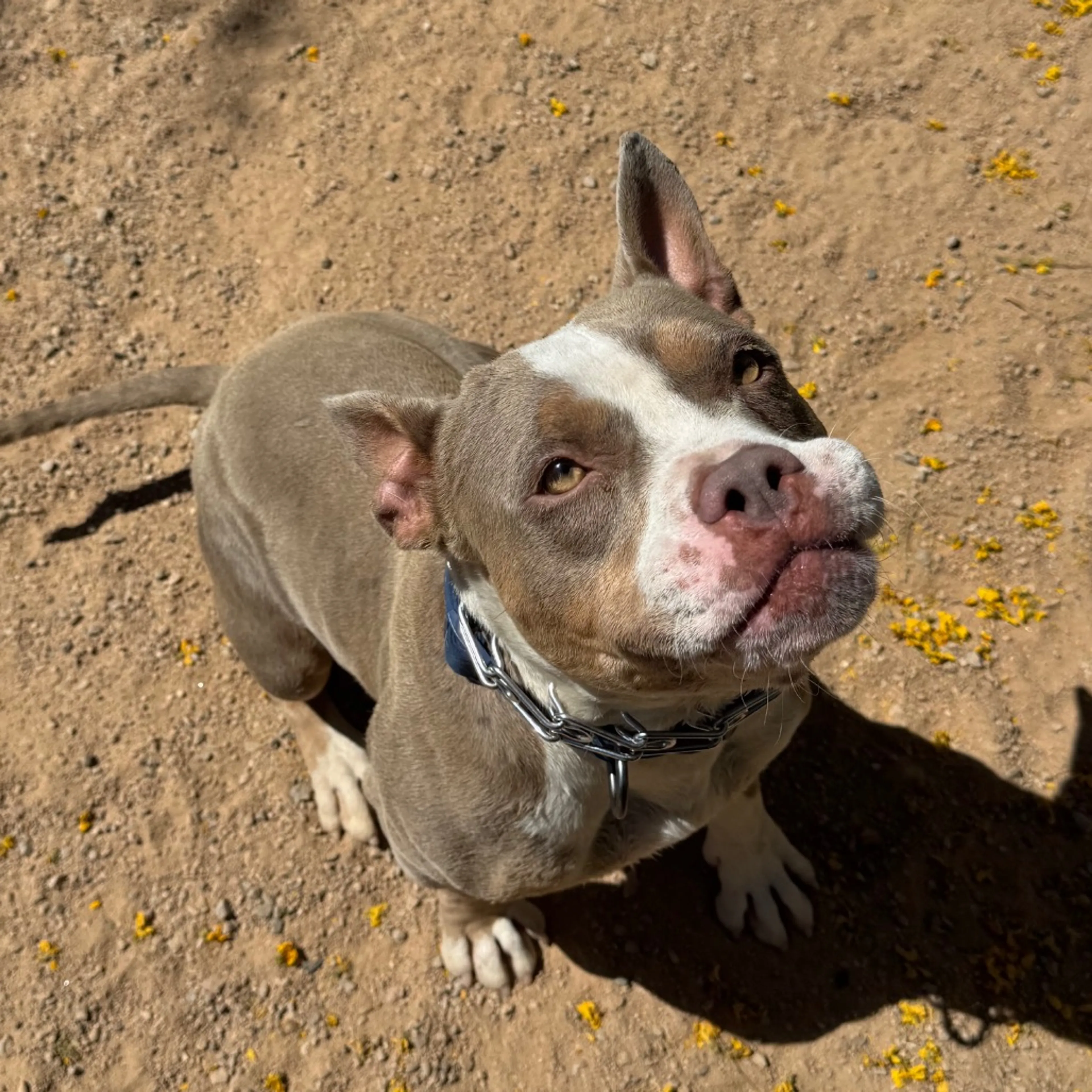 Found pet-4