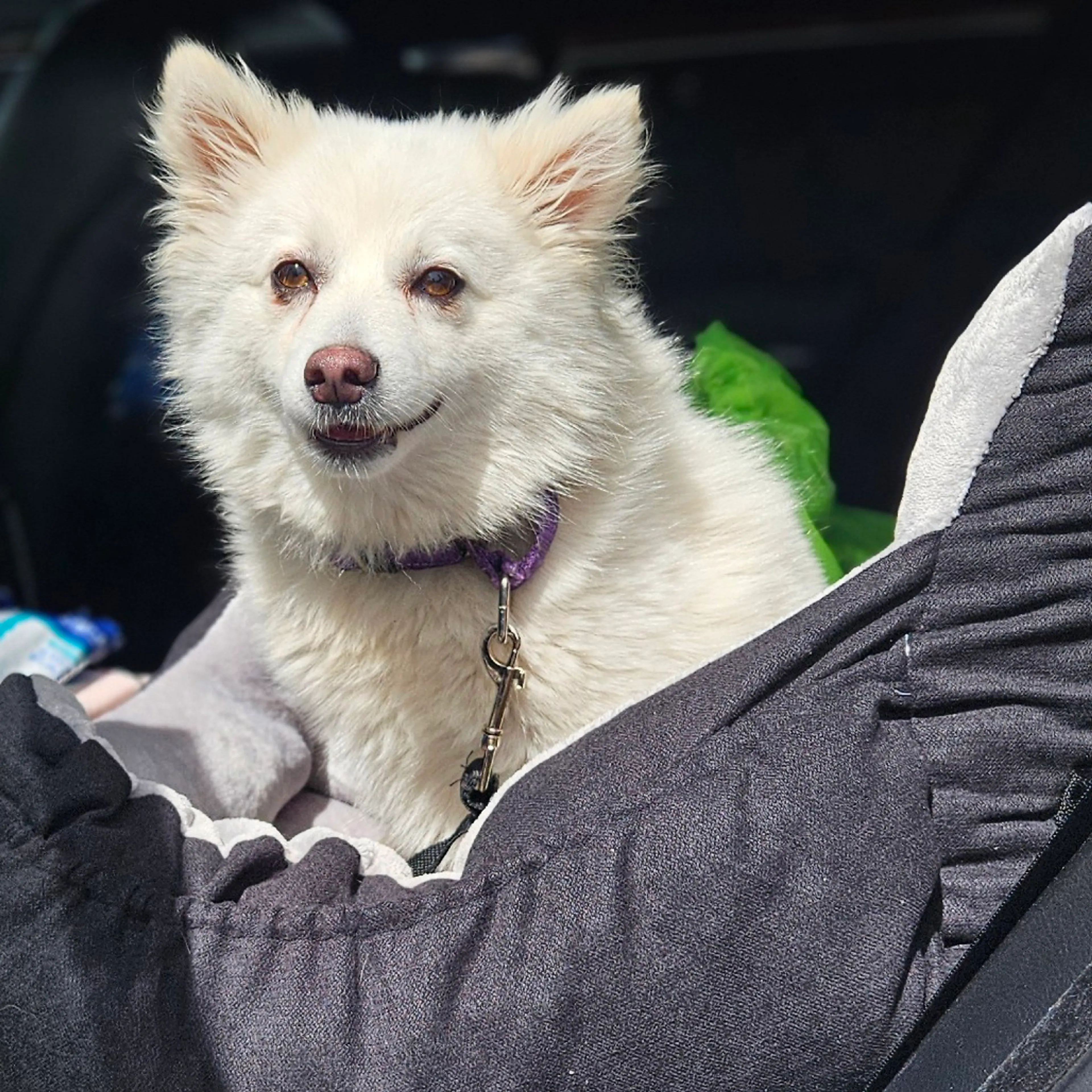Found pet-3