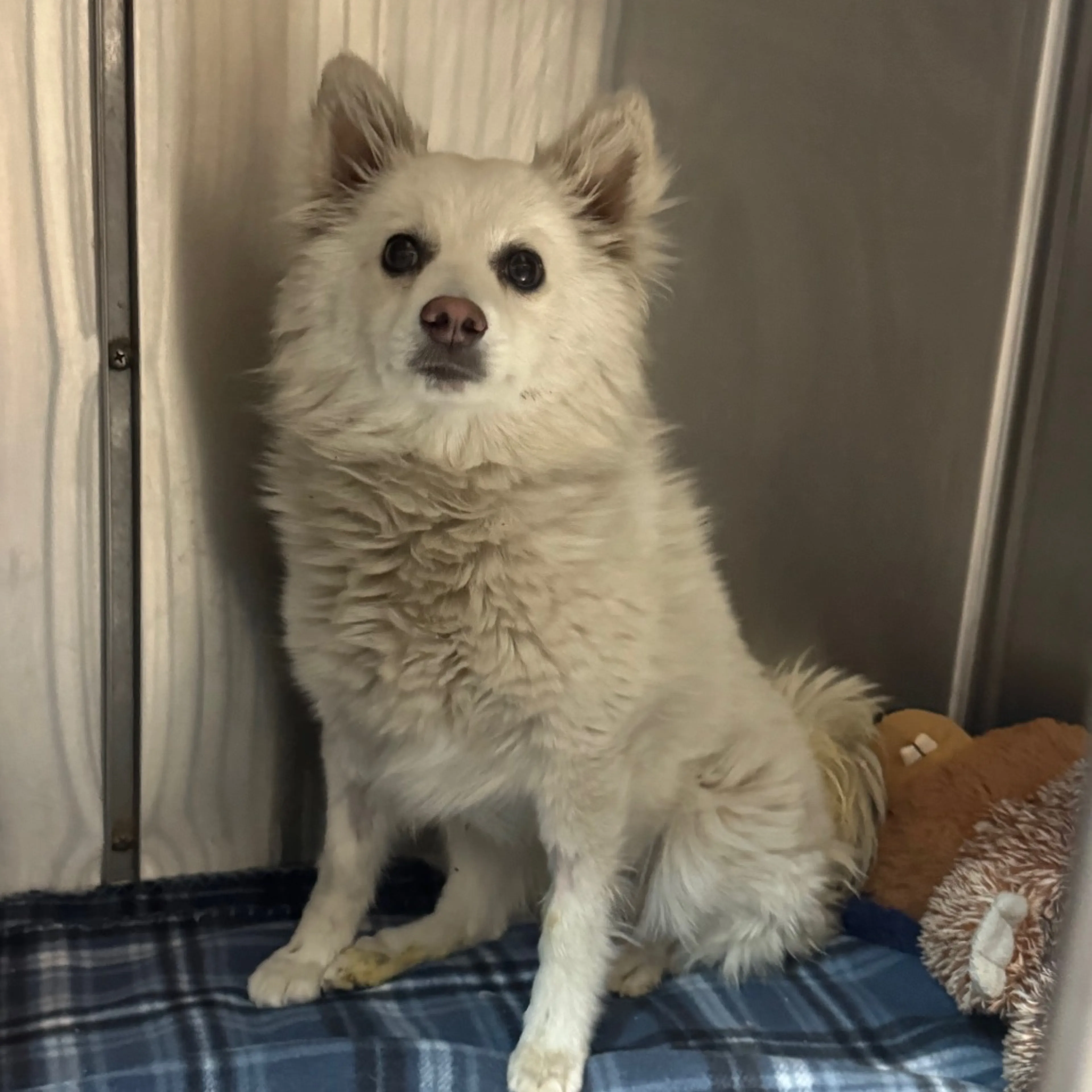 Found pet-2